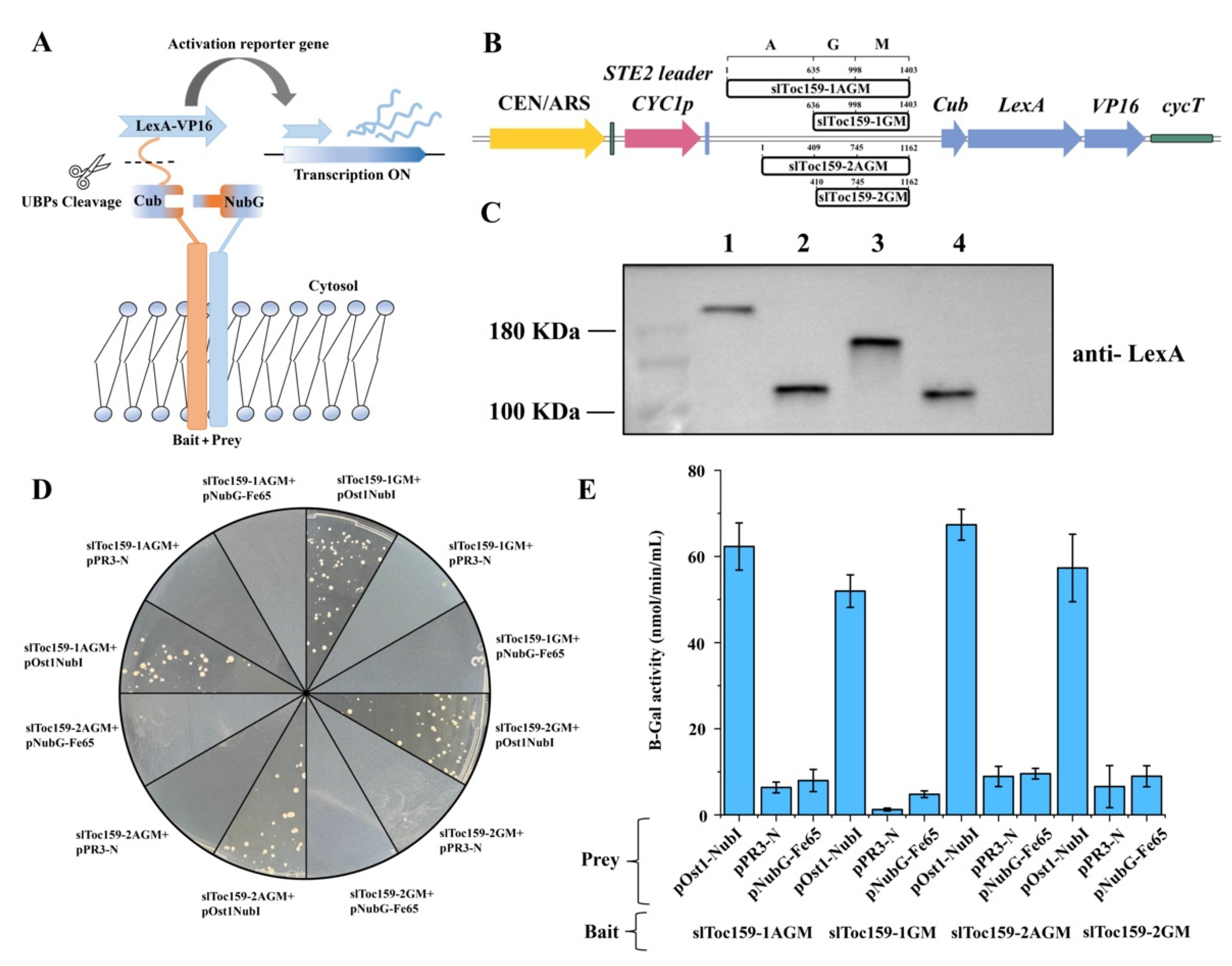 Plants | Free Full-Text | Split-Ubiquitin Two-Hybrid Screen for Proteins  Interacting with slToc159-1 and slToc159-2