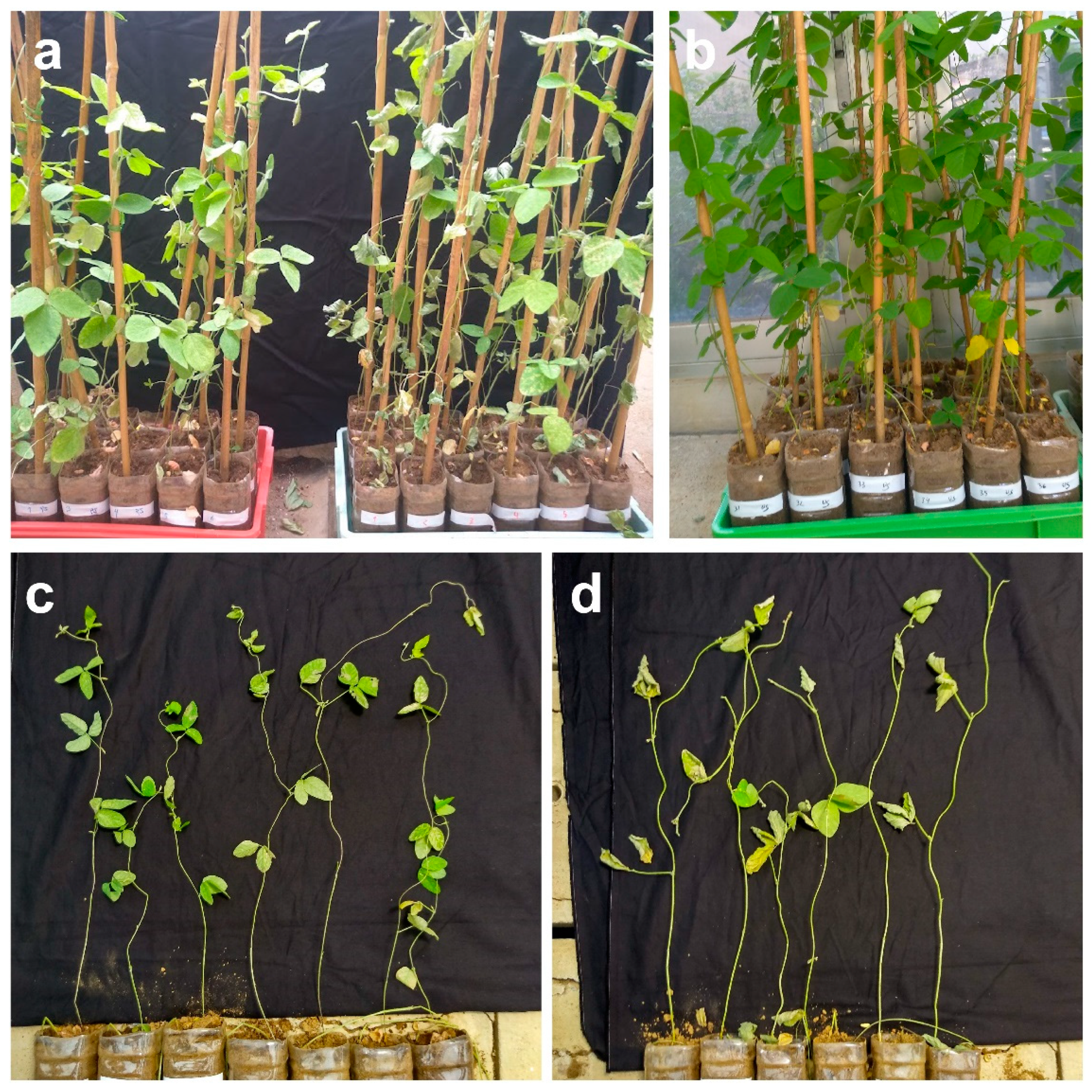 Plants 11 02954 g001