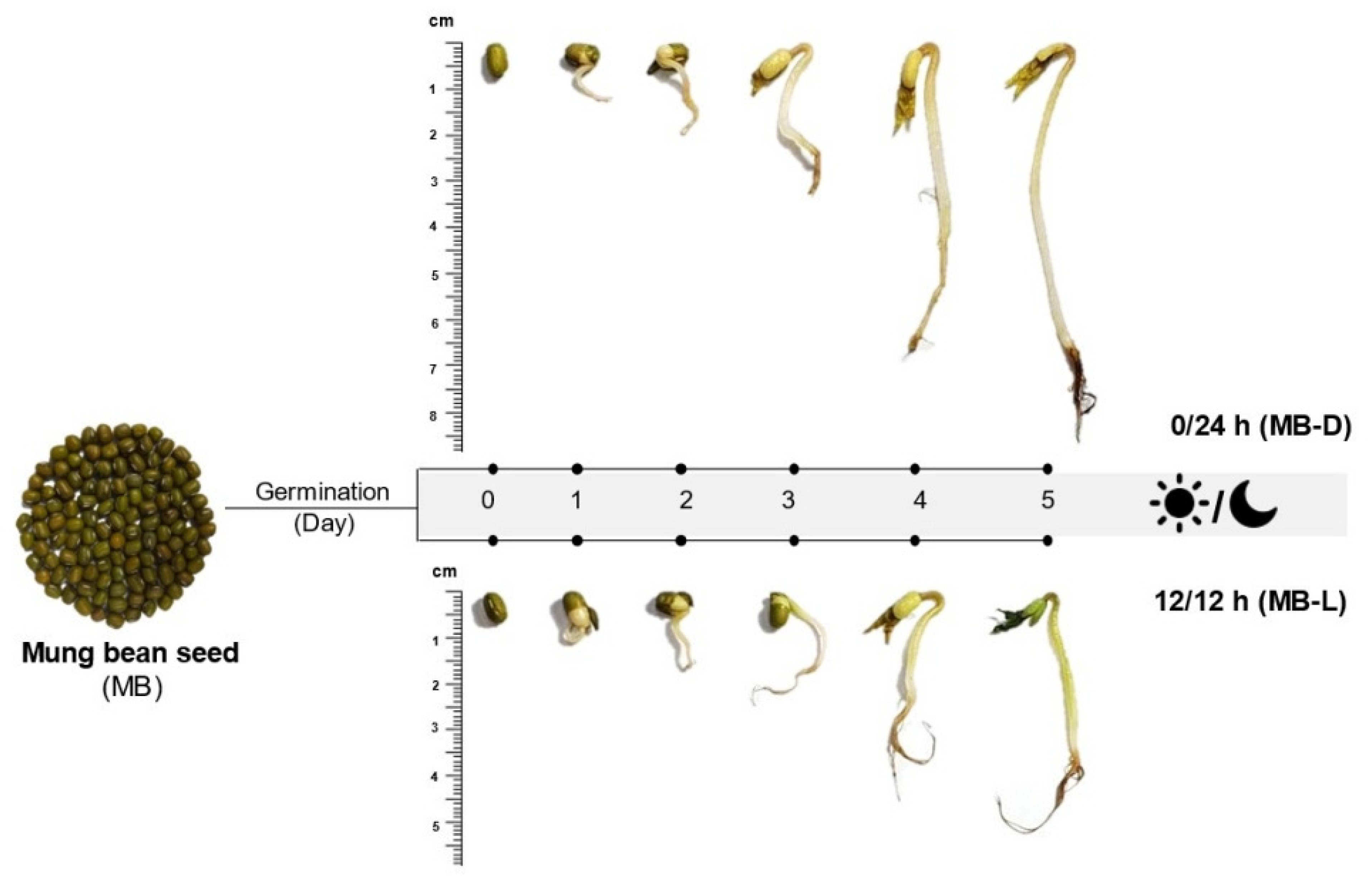 Plants | Free Full-Text | Effect of Germination and Illumination on  Melatonin and Its Metabolites, Phenolic Content, and Antioxidant Activity  in Mung Bean Sprouts