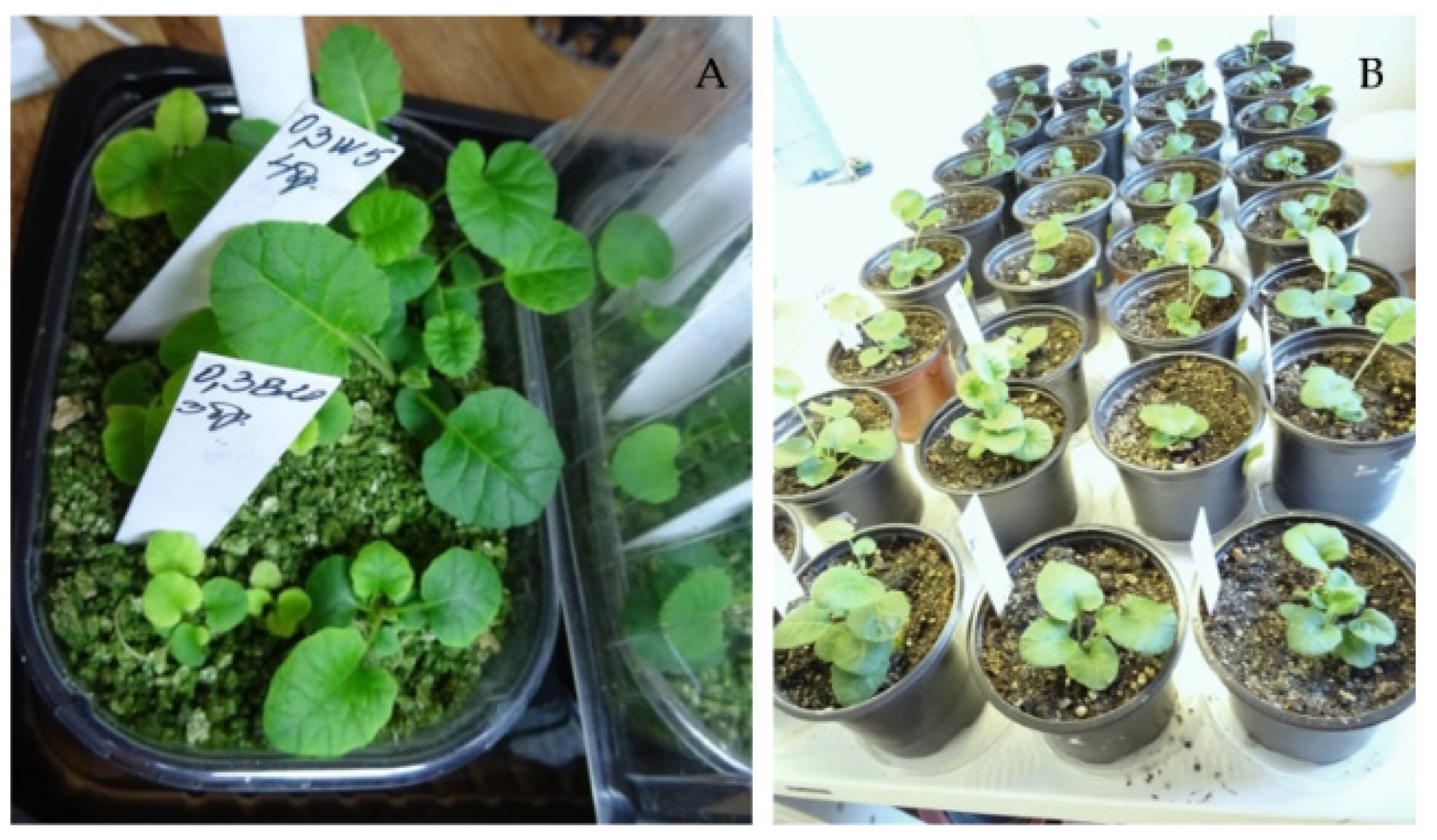 Plants 11 03018 g004 Plants 11 03018 g004
