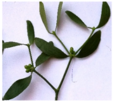 Plants 11 03021 i001