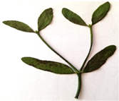 Plants 11 03021 i002