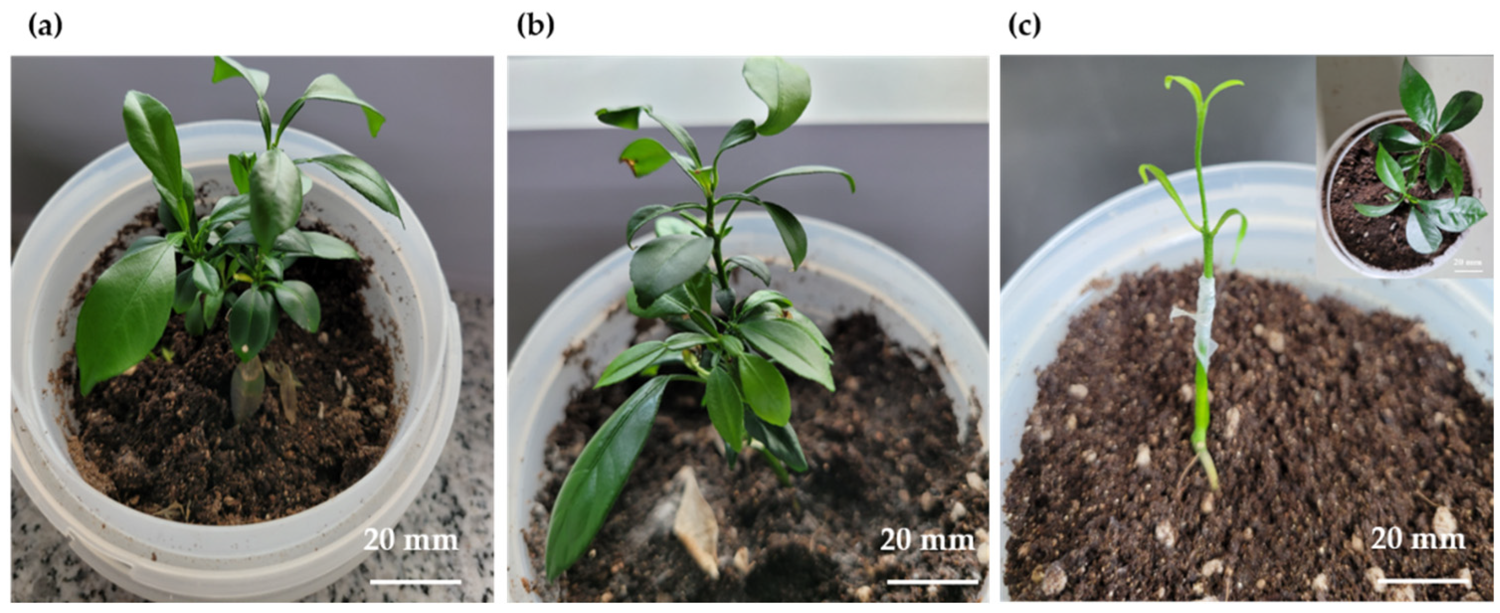 Plants 11 03022 g005