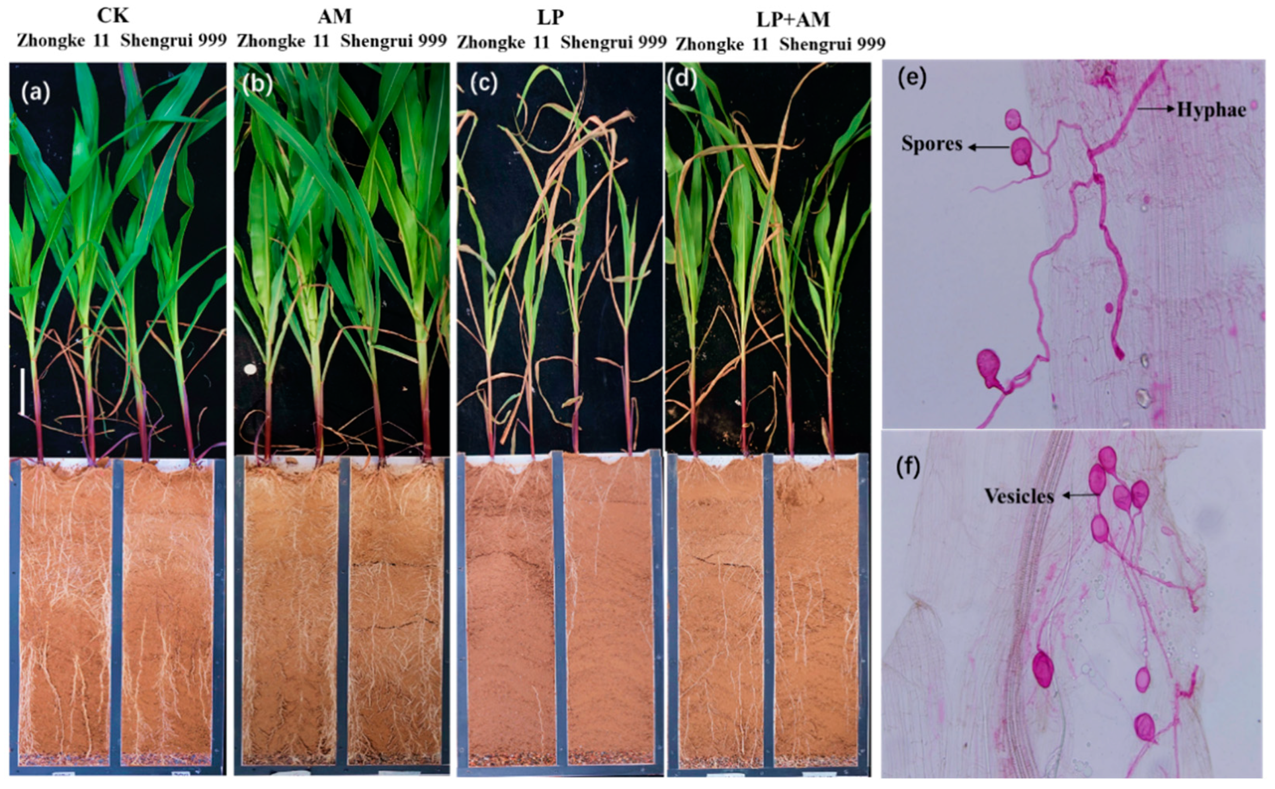 Plants 11 03105 g003 Plants 11 03105 g003