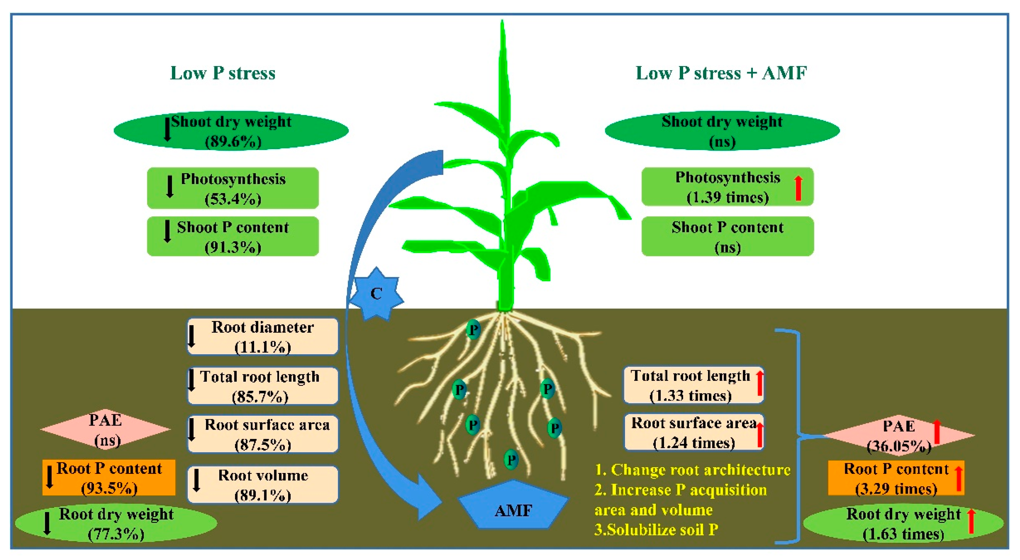 Plants | Free Full-Text | Arbuscular Mycorrhizal Fungi Alleviate Low ...