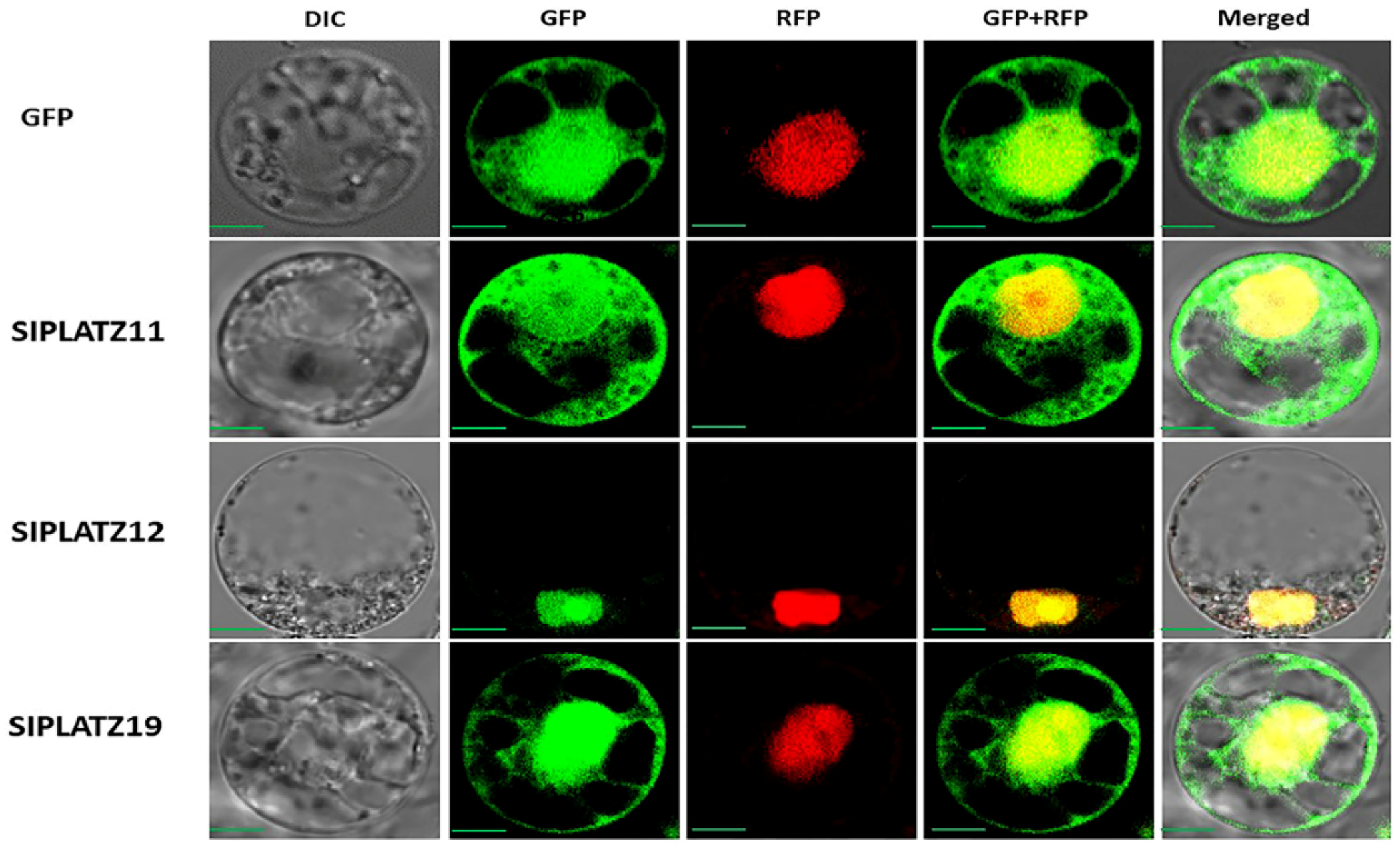 Plants 11 03112 g010 Plants 11 03112 g010