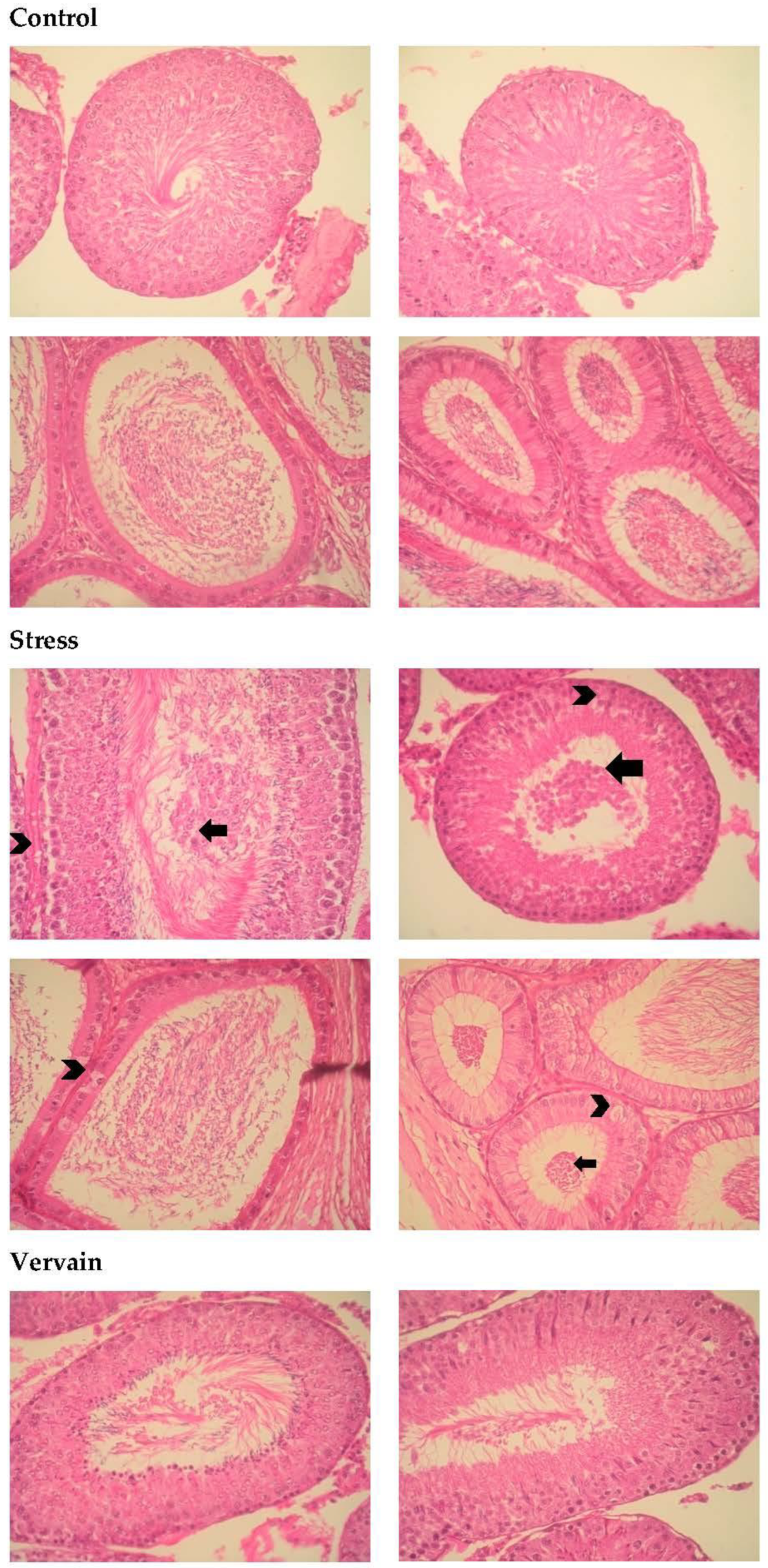 Plants 11 03115 g011a Plants 11 03115 g011a
