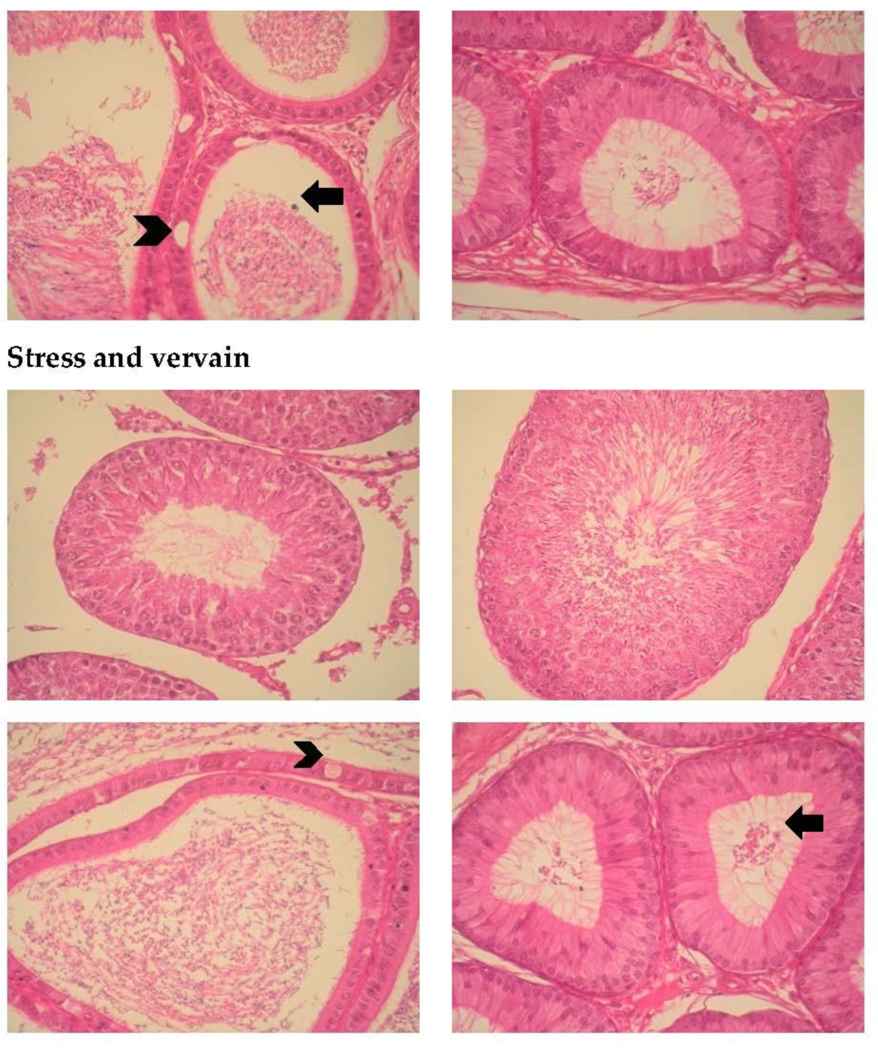 Plants 11 03115 g011b Plants 11 03115 g011b