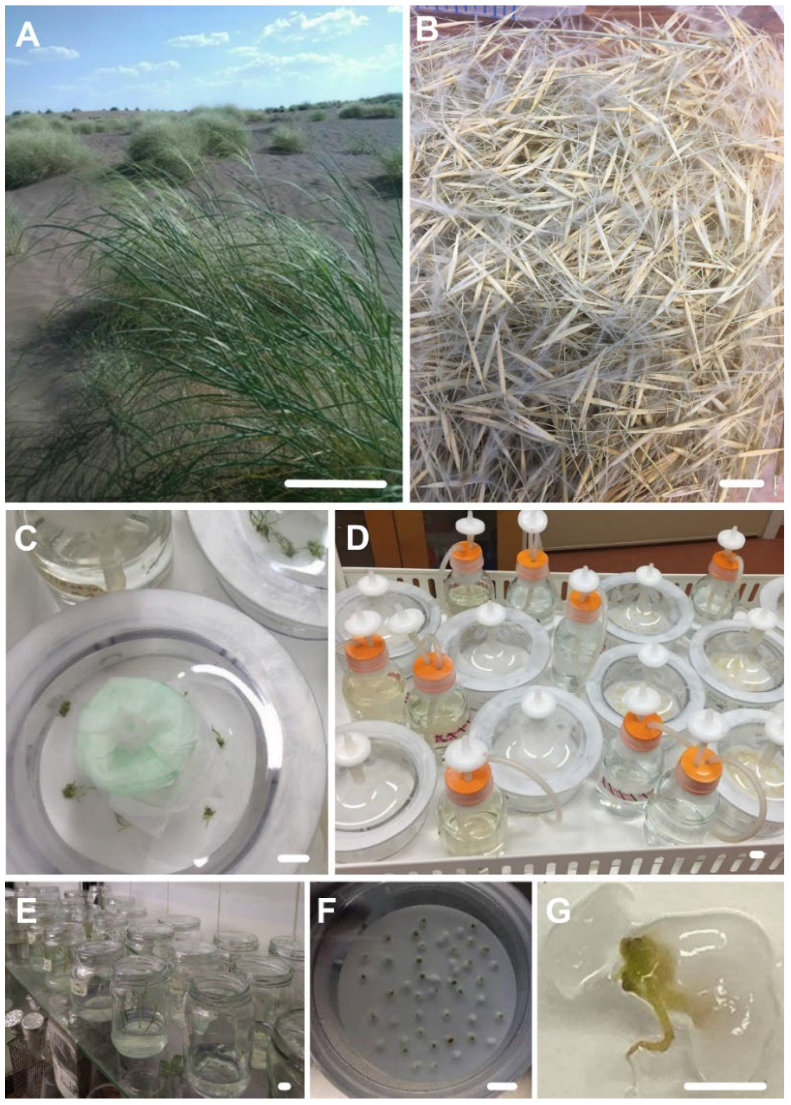 Plants Free Full-Text Stipagrostisandnbsp;pennata (Trin.) De Winter Artificial Seed Production and Seedlings Multiplication in Temporary Immersion Bioreactors pic pic