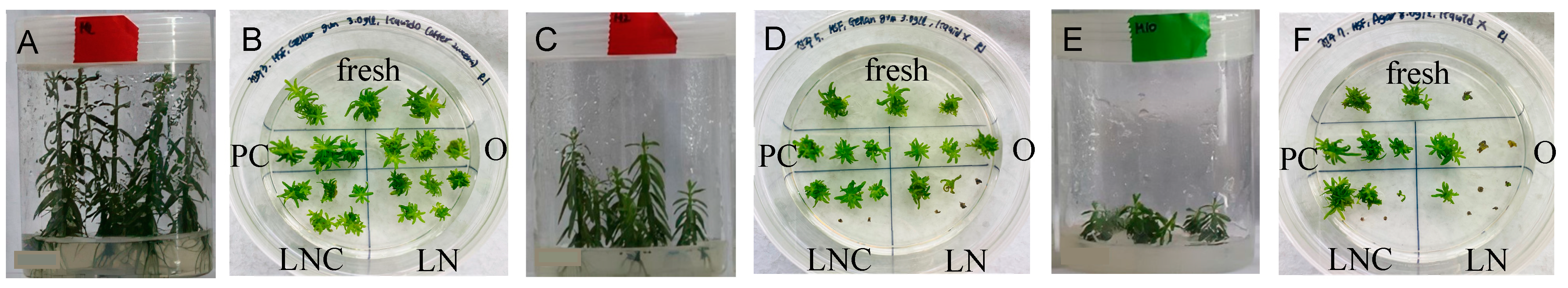 Plants 11 03127 g005 Plants 11 03127 g005