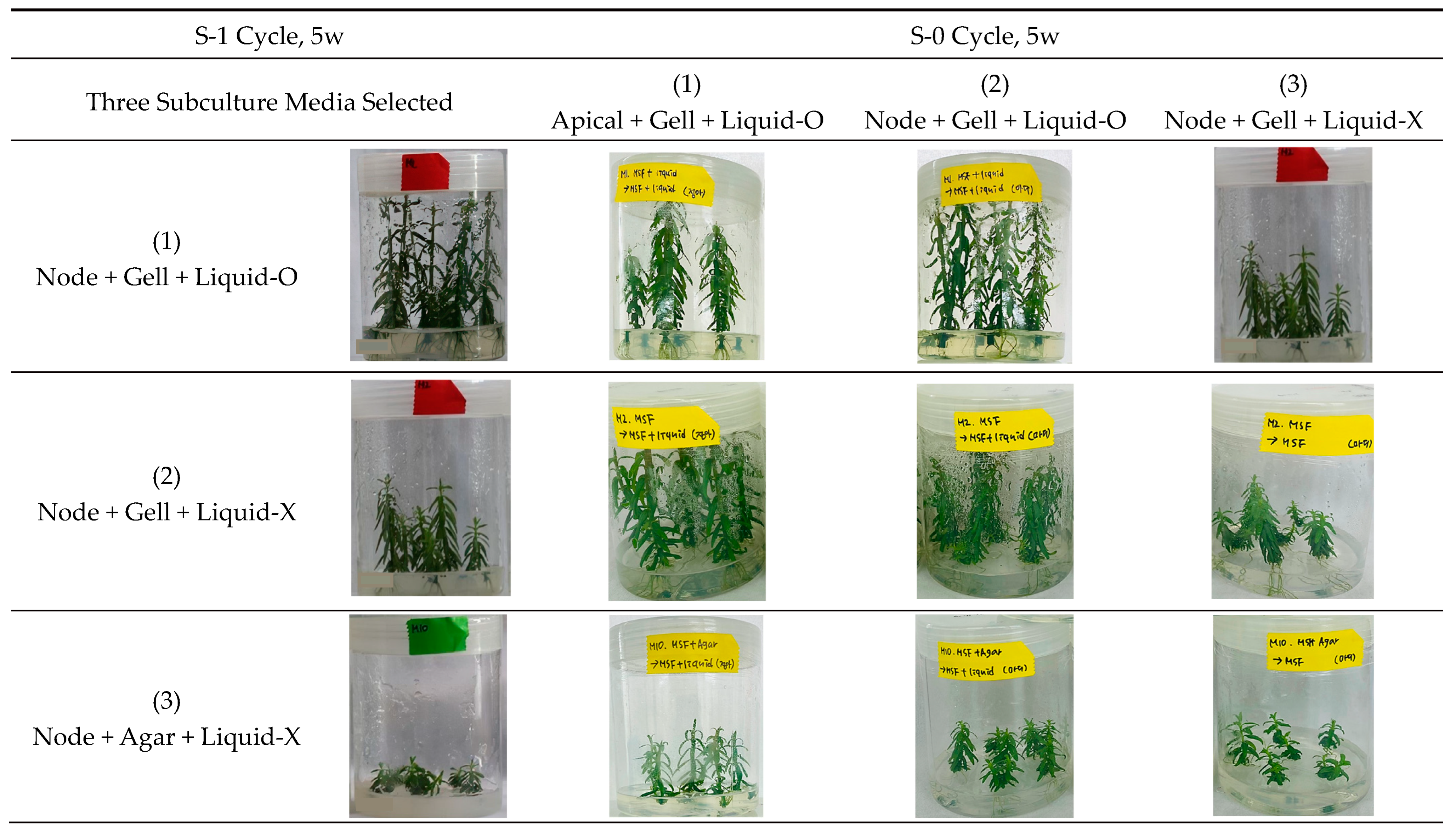 Plants 11 03127 g006 Plants 11 03127 g006