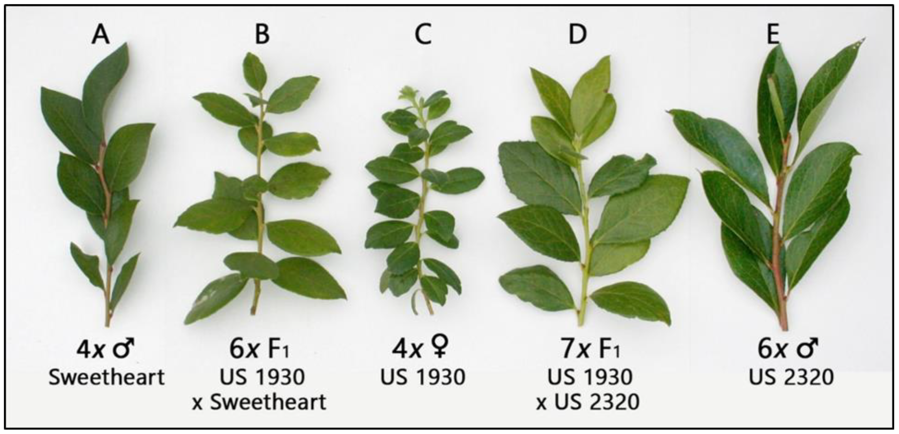 Plants 11 03152 g001