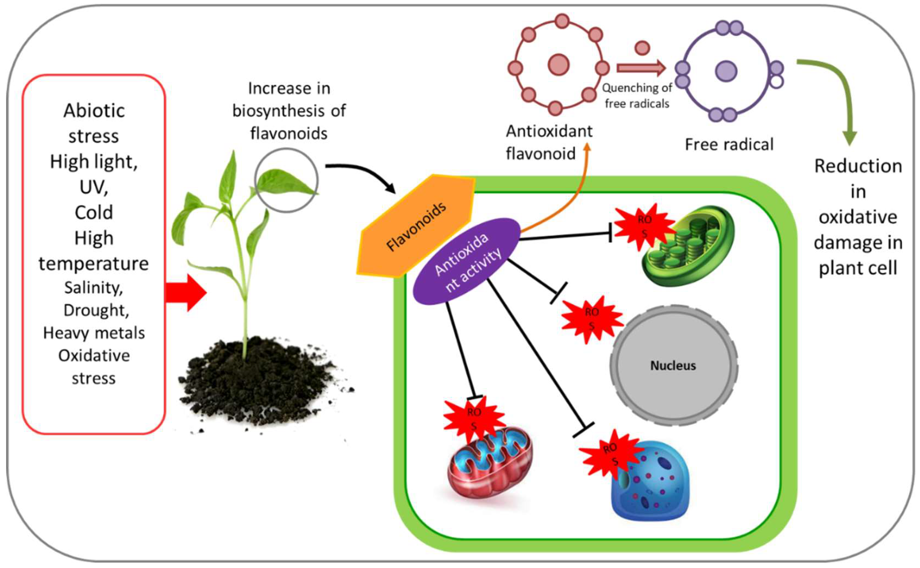 Plants Free FullText Diverse Physiological Roles of Flavonoids in