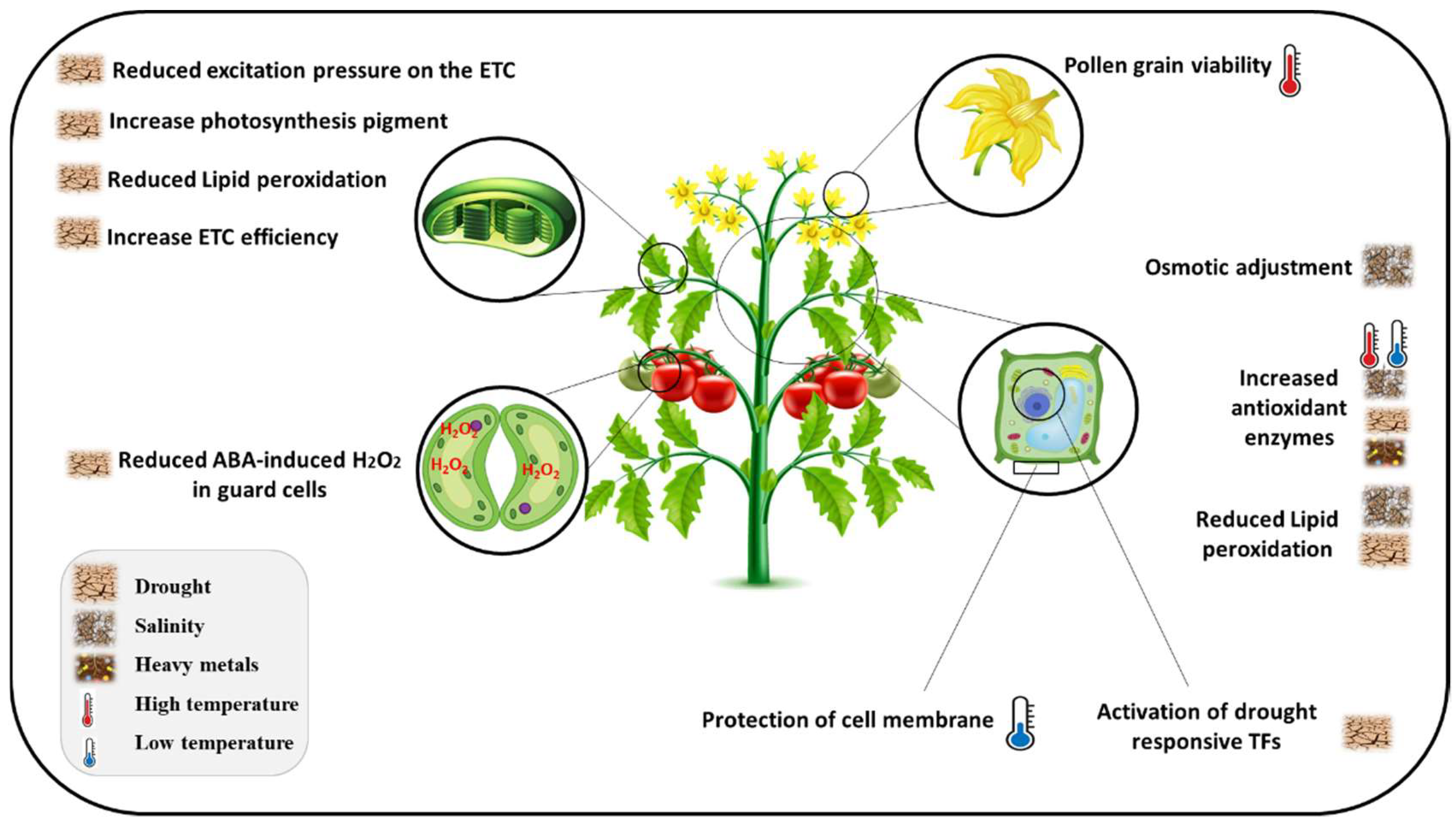 Plants | Free Full-Text | Diverse Physiological Roles of Flavonoids in ...