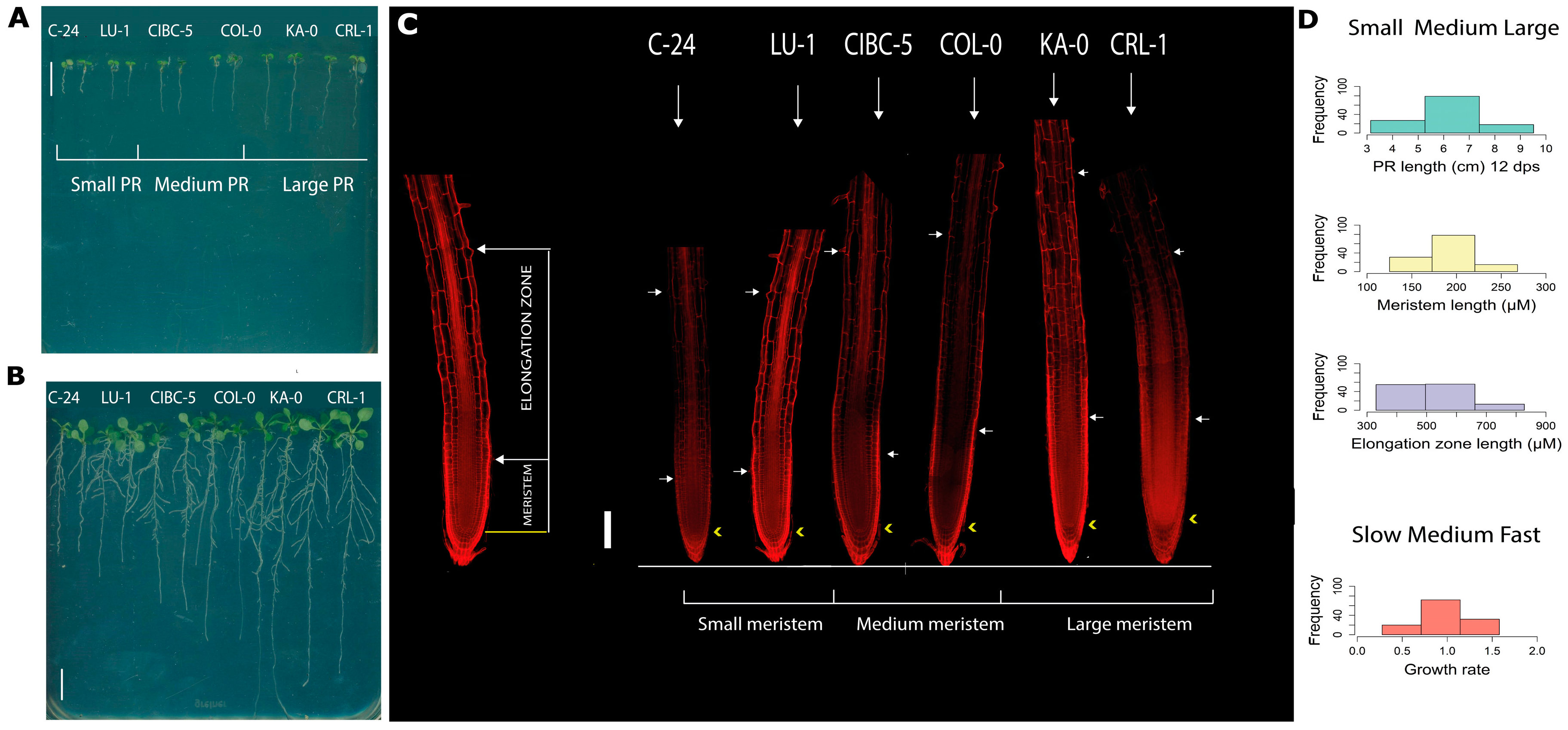 Plants 11 03162 g001 Plants 11 03162 g001