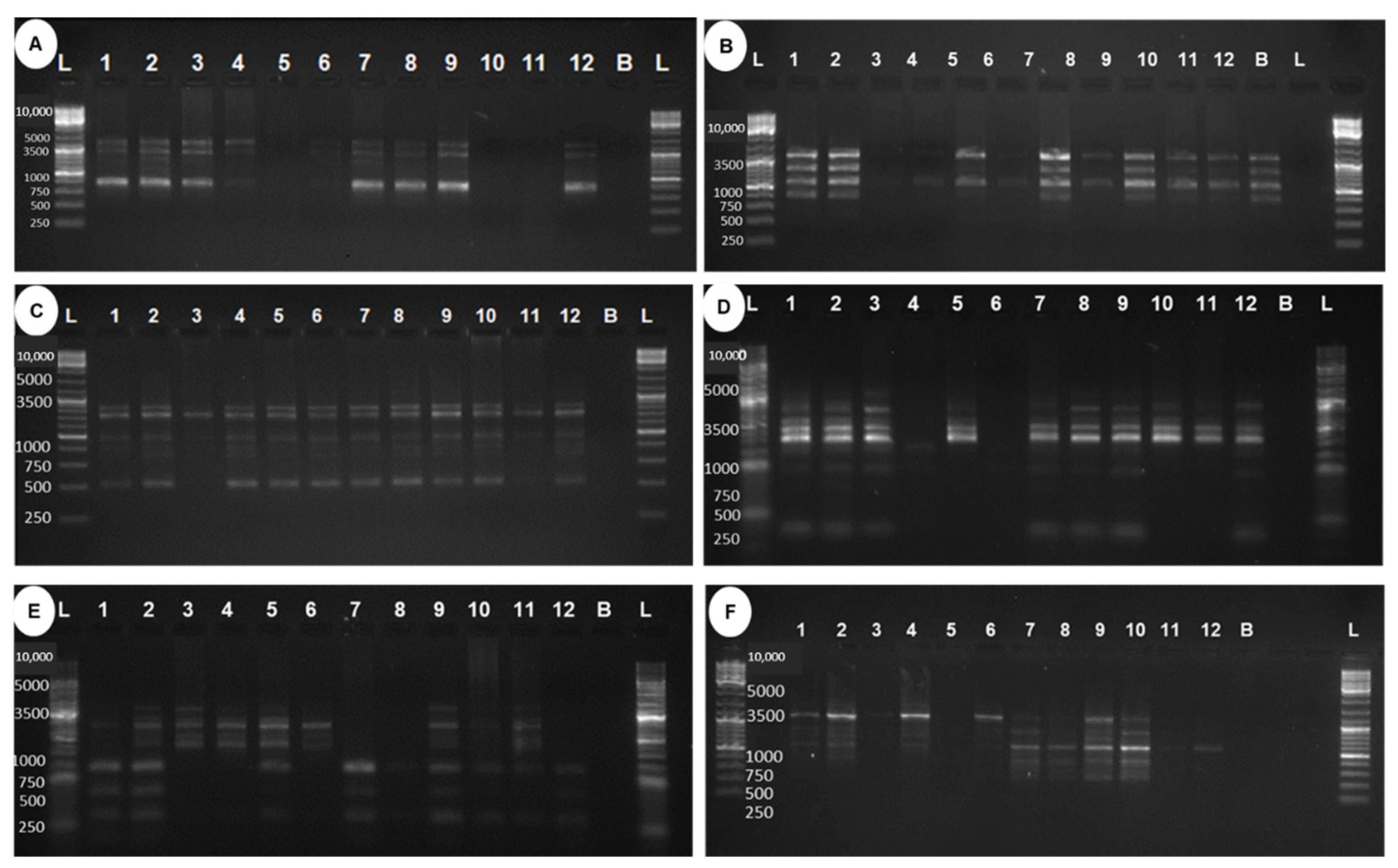 Plants 11 03168 g006 Plants 11 03168 g006