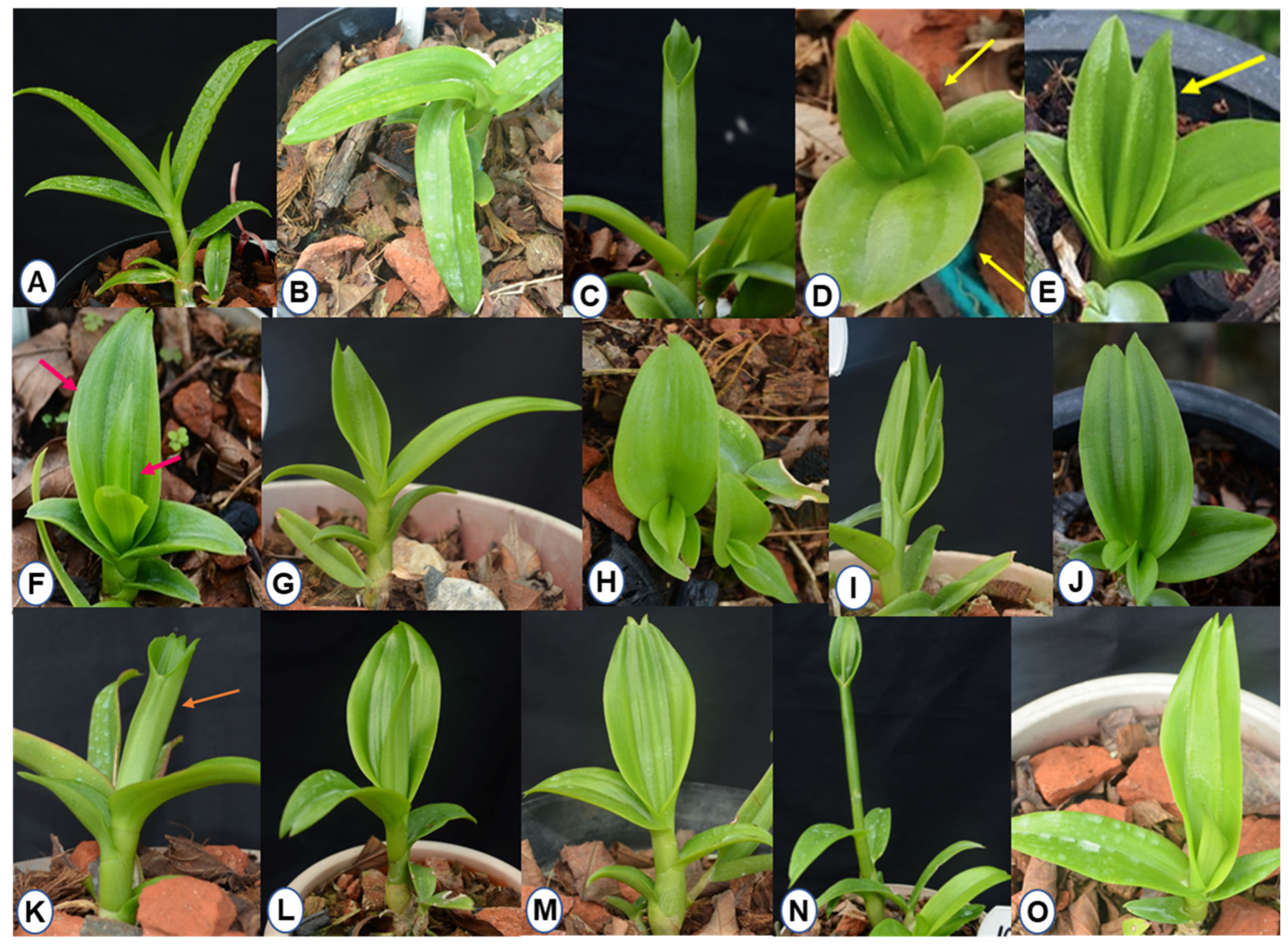 Plants 11 03168 g008 Plants 11 03168 g008