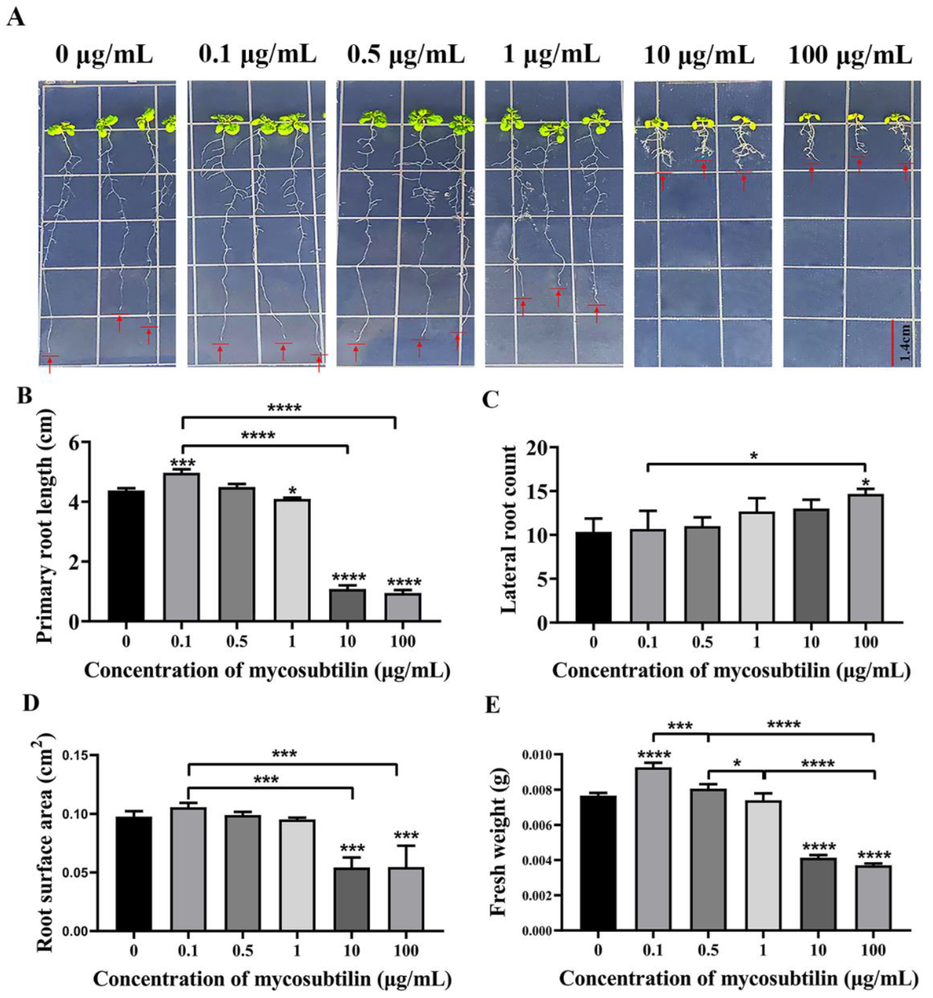 Plants 11 03205 g005