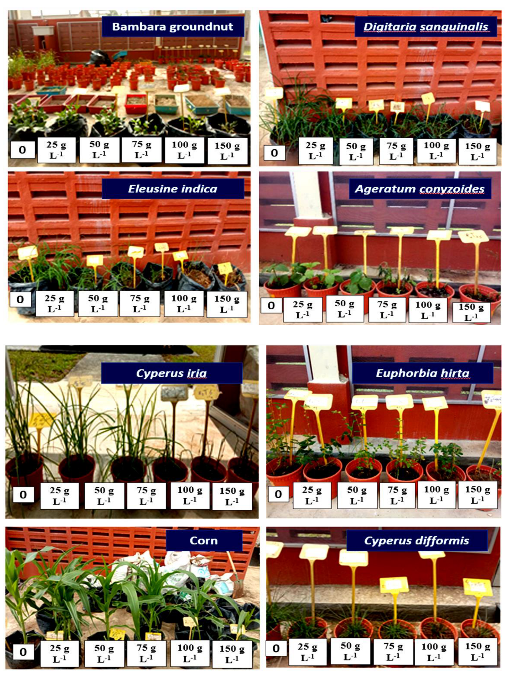 Plants 11 03209 g018 Plants 11 03209 g018