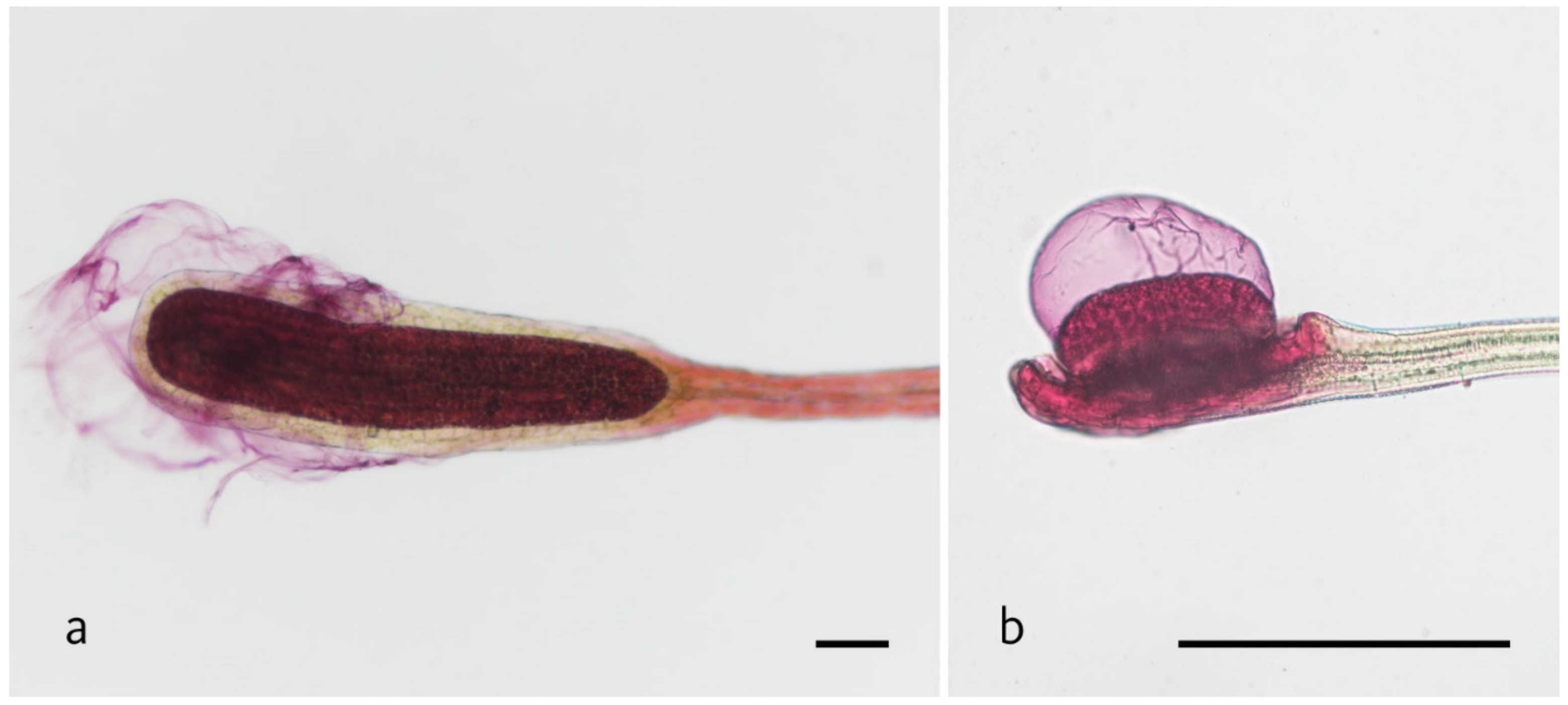 Plants 11 03212 g002