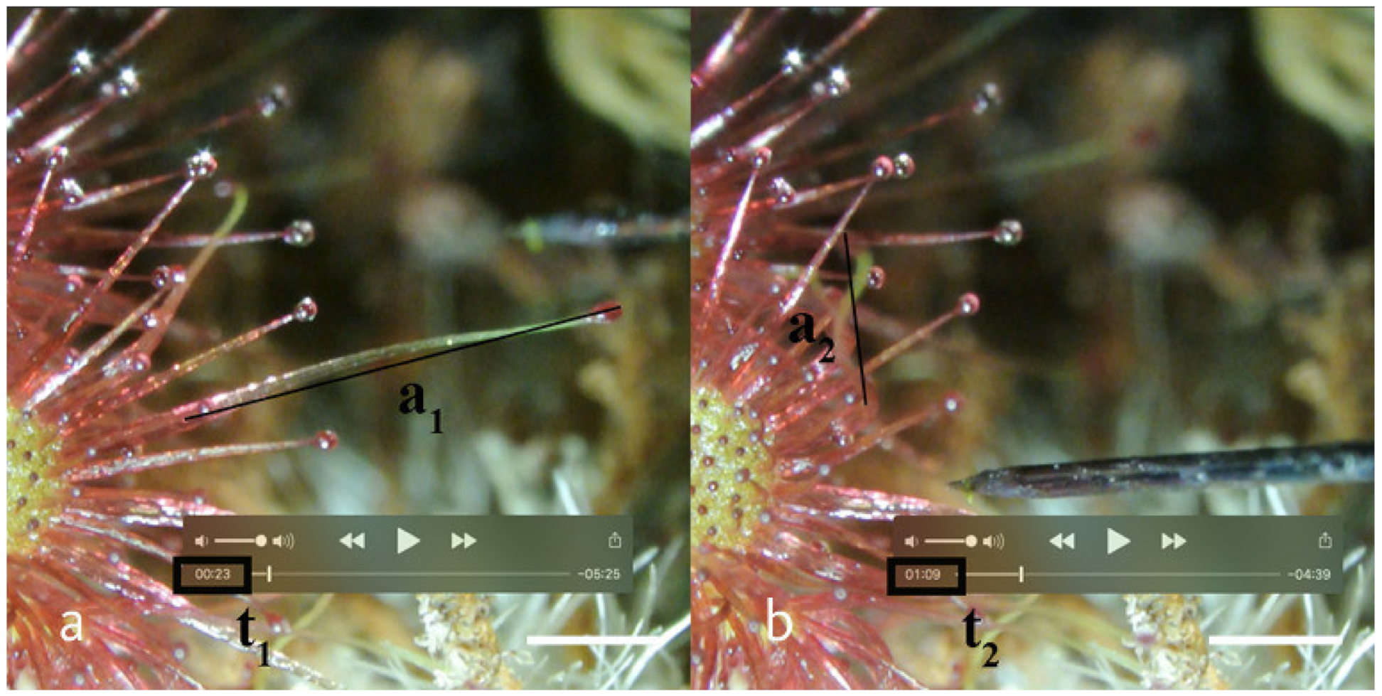 Plants 11 03212 g003