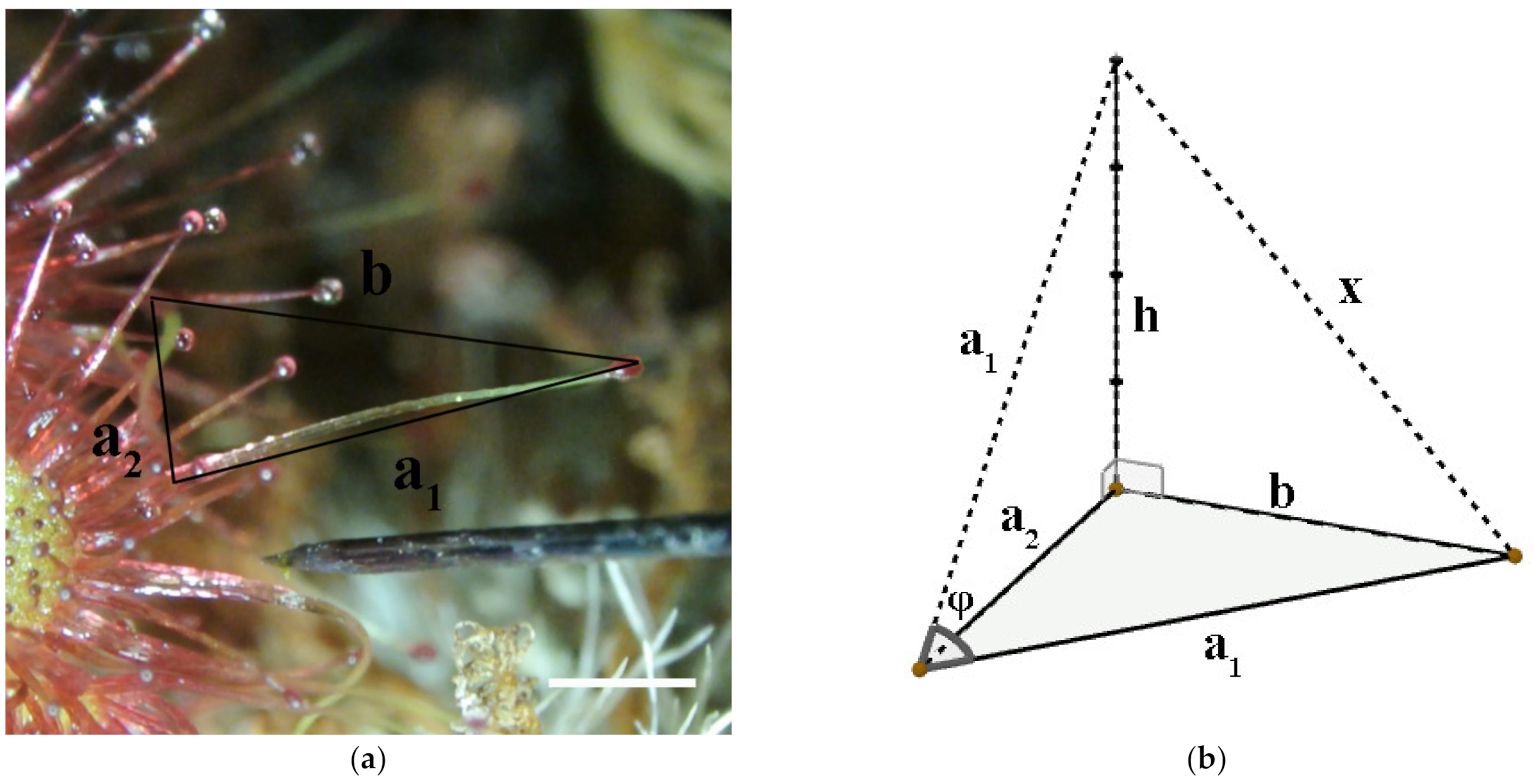 Plants 11 03212 g004