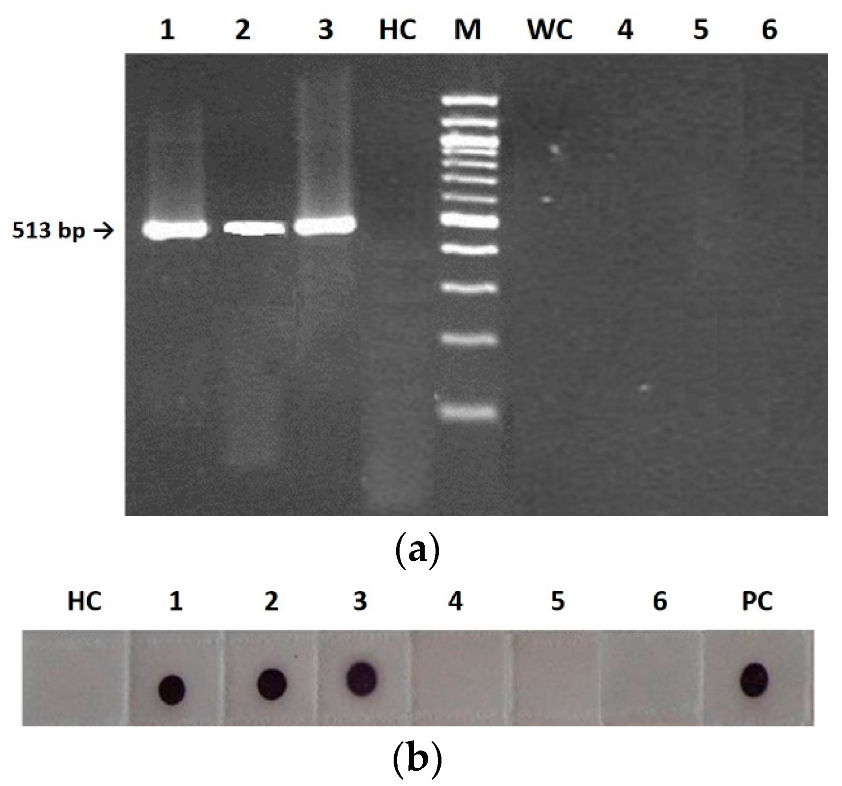 Plants Free Full Text Cucumber Mosaic Virus Is Unable To Self Assemble In Tobacco Plants When Transmitted By Seed