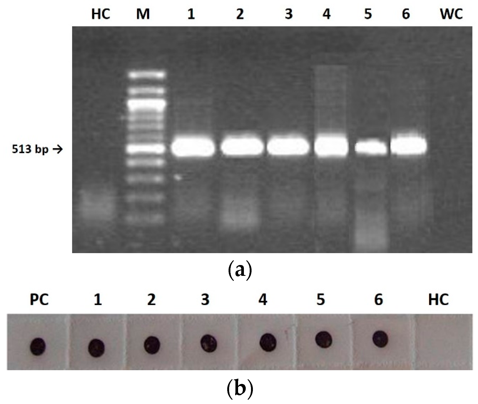 Plants Free Full Text Cucumber Mosaic Virus Is Unable To Self Assemble In Tobacco Plants When Transmitted By Seed
