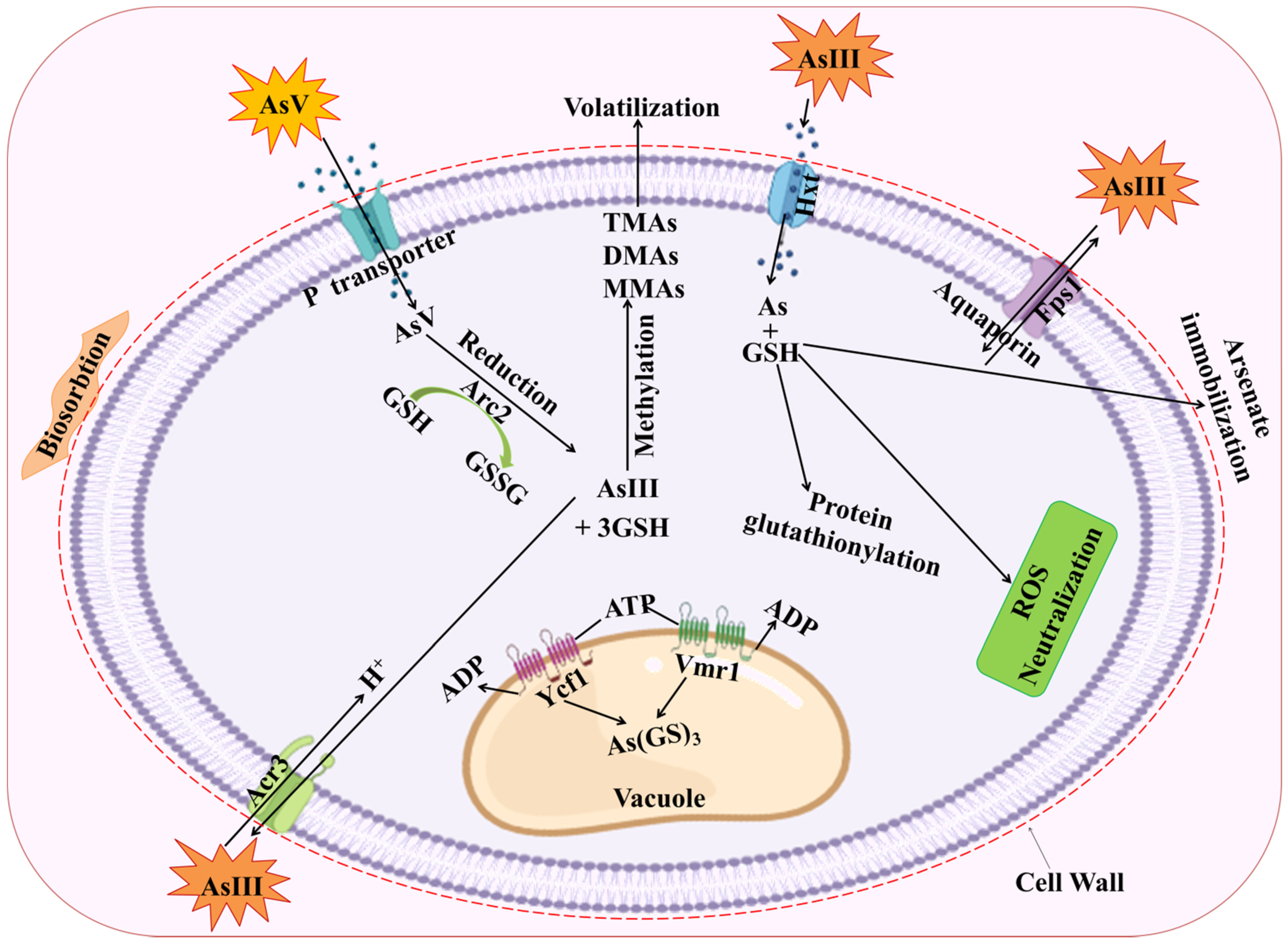 Plants 11 03220 g002