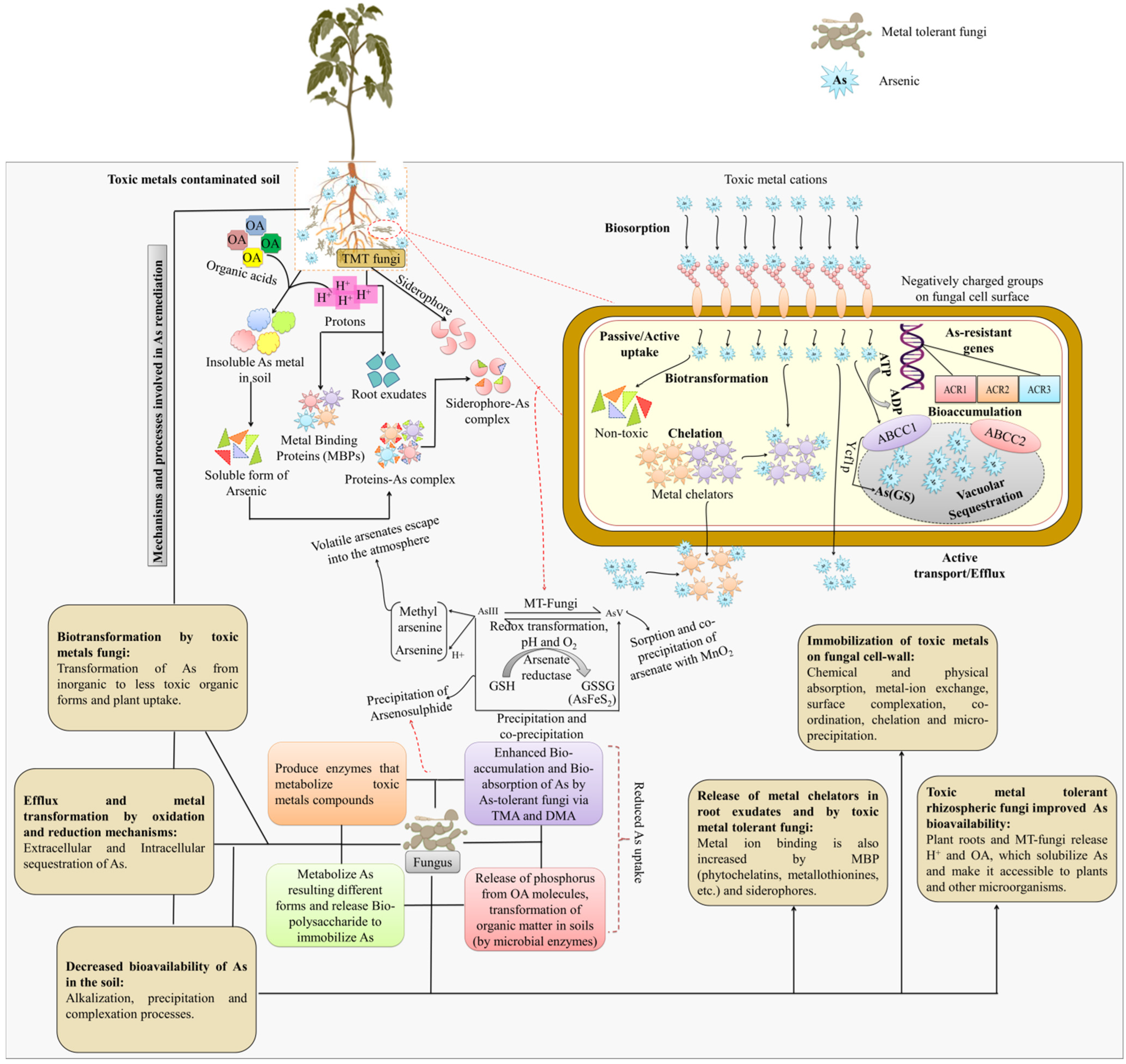 Plants 11 03220 g006