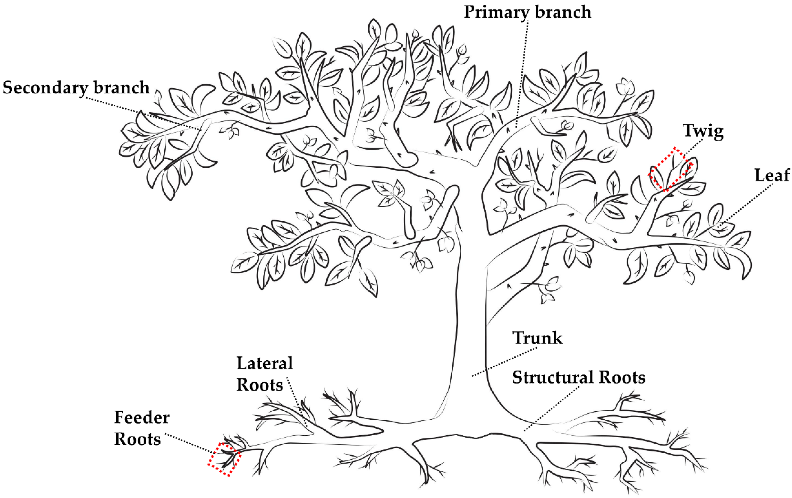 Plants 11 03226 g007 Plants 11 03226 g007