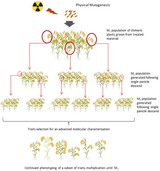 Plants | Free Full-Text | Spectrum and Density of Gamma and X-ray ...