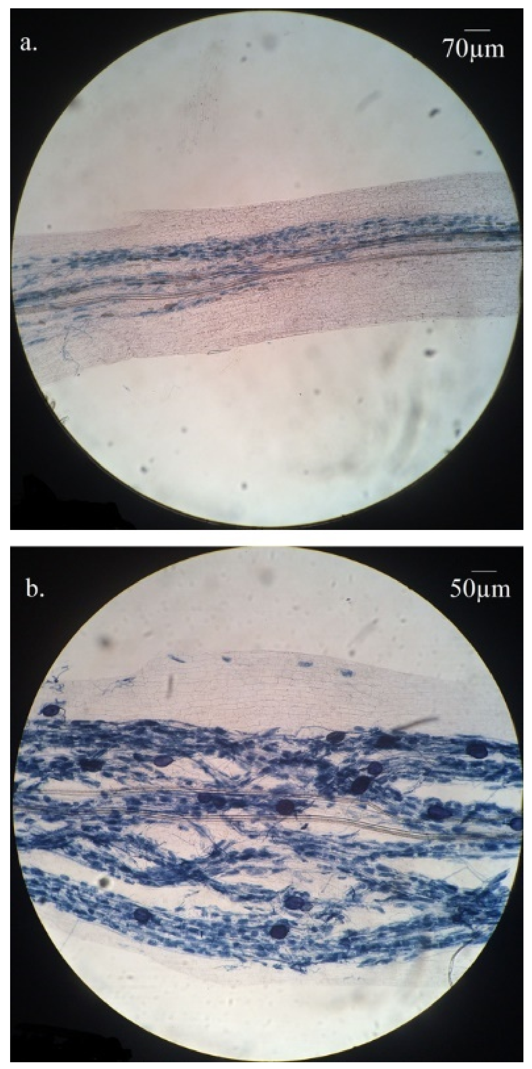 Plants 11 03237 g003 Plants 11 03237 g003