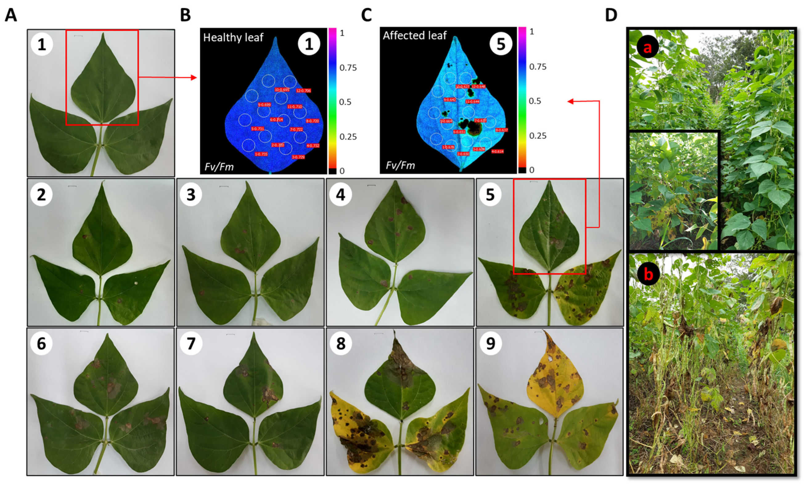 Plants 11 03238 g009 Plants 11 03238 g009