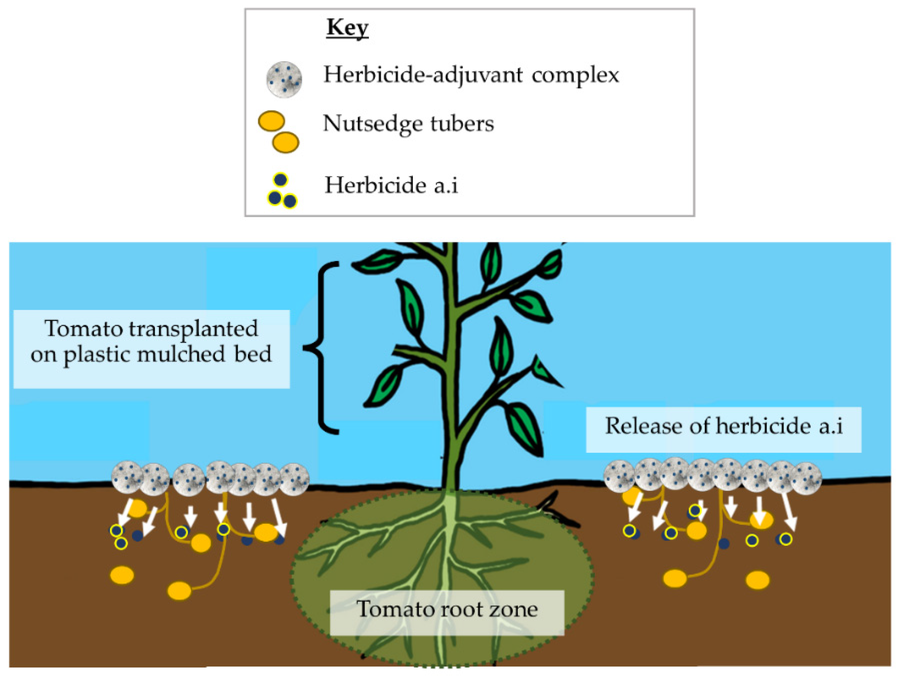 Plants 11 03292 g002 Plants 11 03292 g002