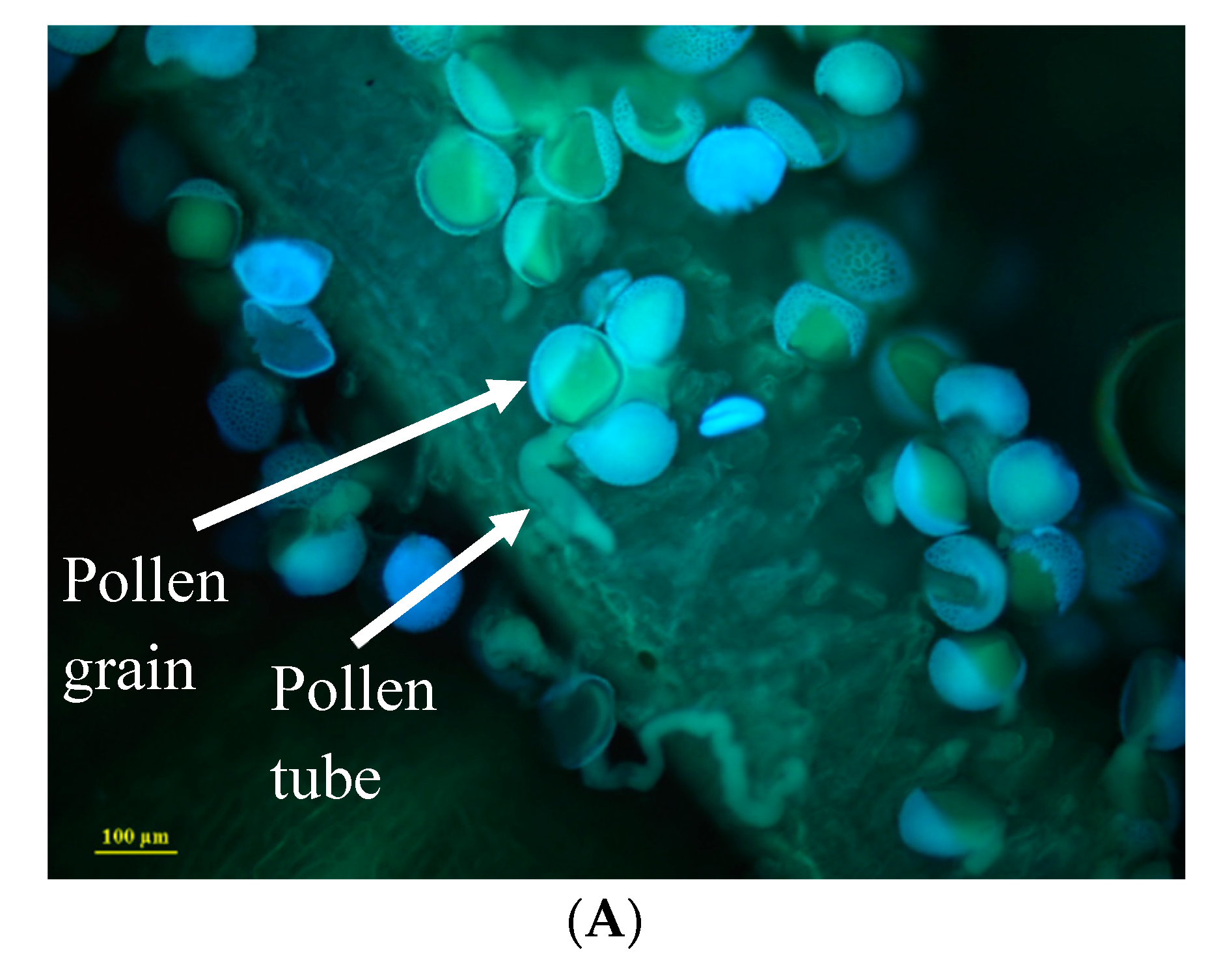 Plants 11 03306 g004a Plants 11 03306 g004a