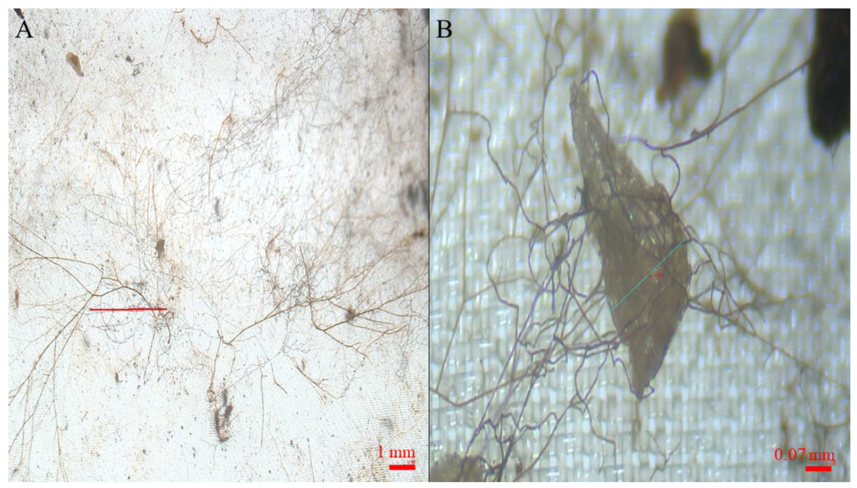 Plants 11 03315 g002 Plants 11 03315 g002