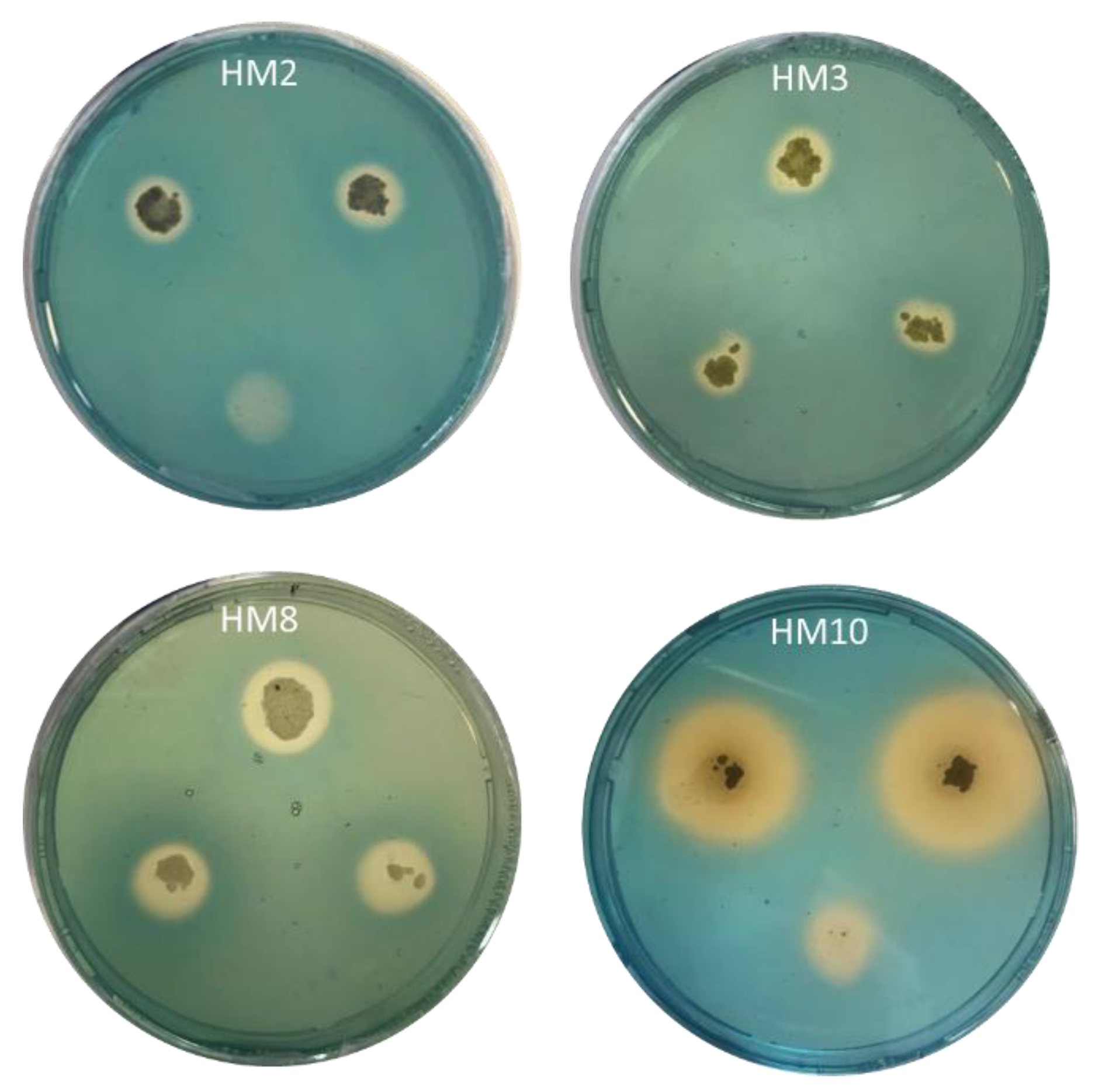 Manasa Radhakrishanan Sex Video - Plants | Free Full-Text | Exploring the Plant Growth-Promotion of Four  Streptomyces Strains from Rhizosphere Soil to Enhance Cucumber Growth and  Yield