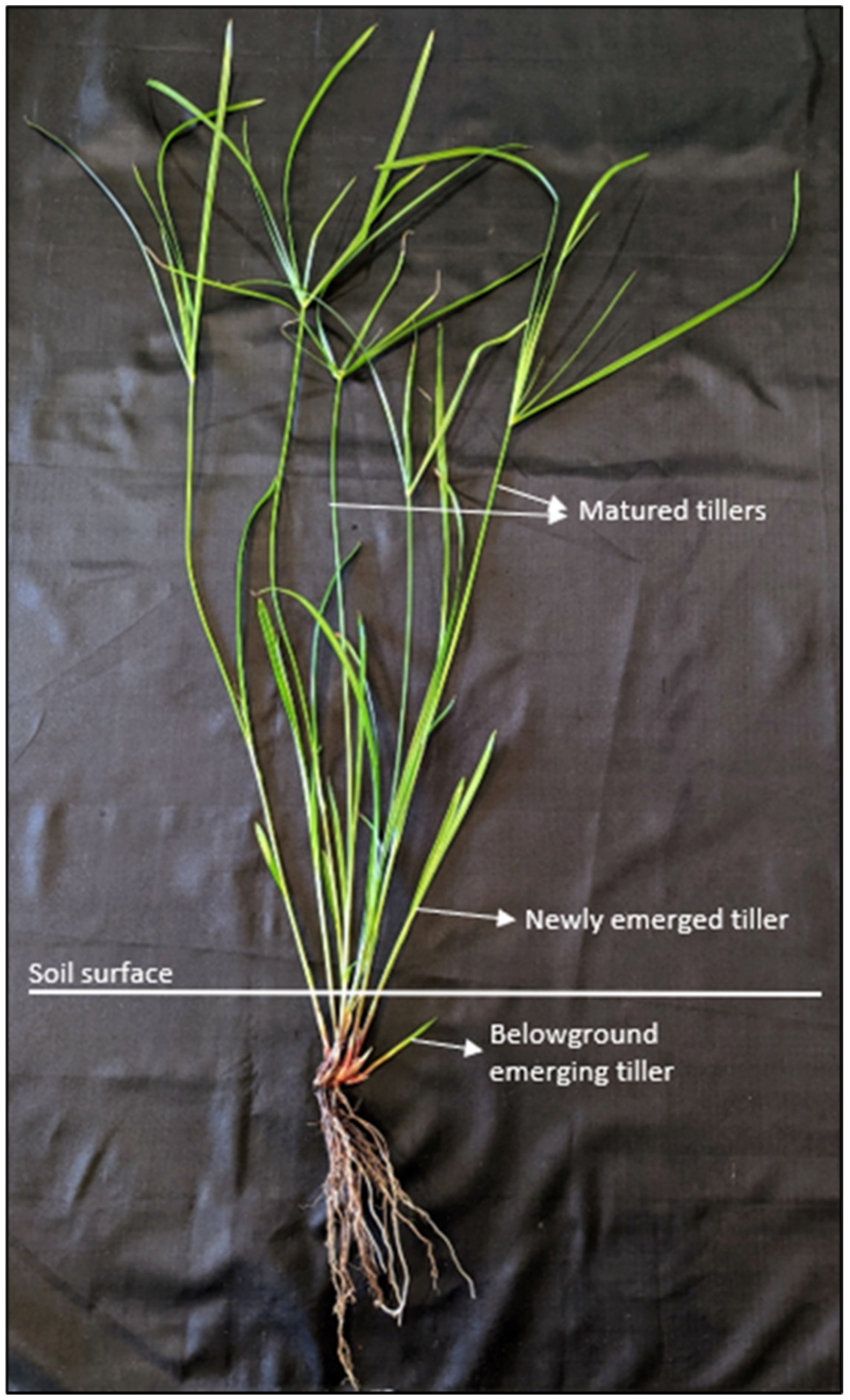 Plants 11 03331 g004 Plants 11 03331 g004