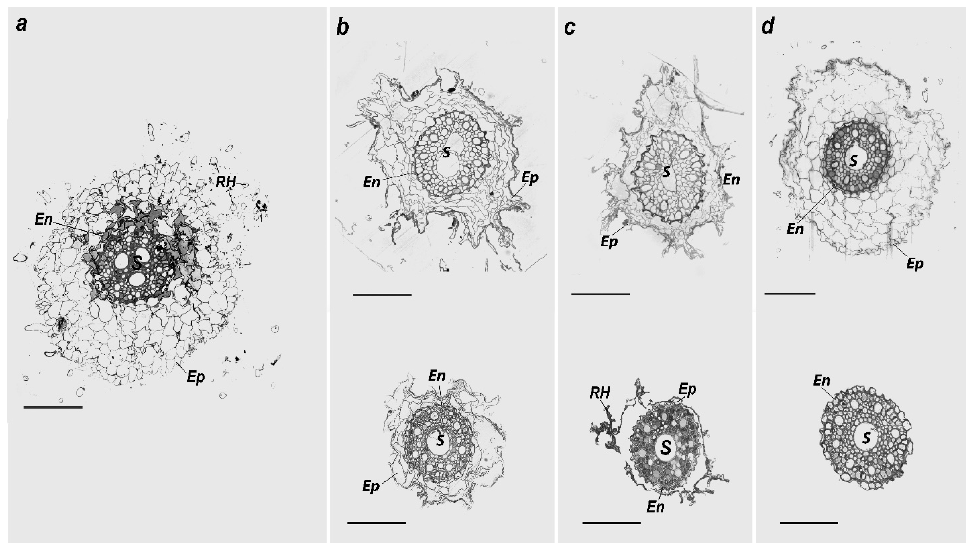 Plants 11 03332 g003