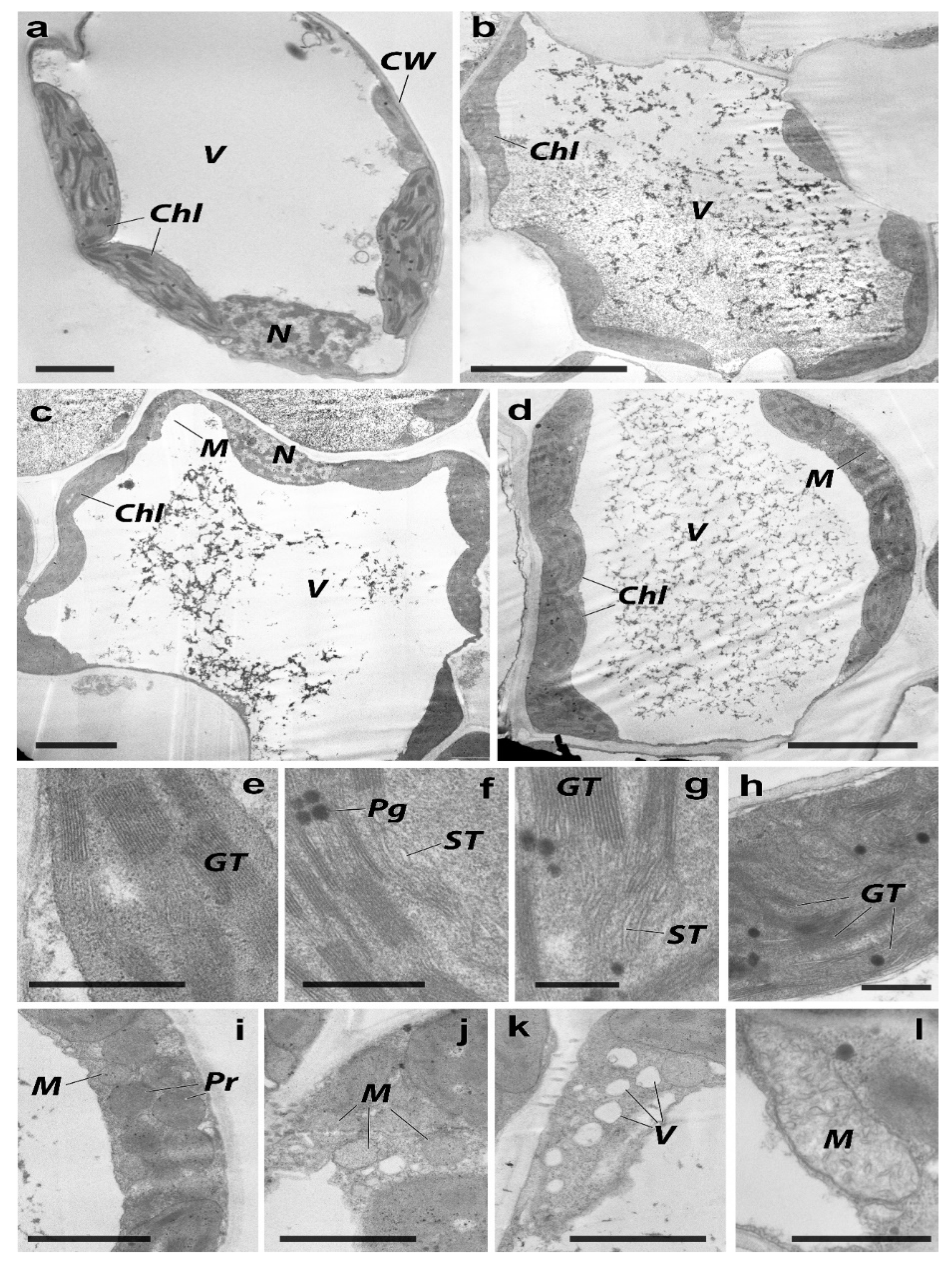 Plants 11 03332 g005