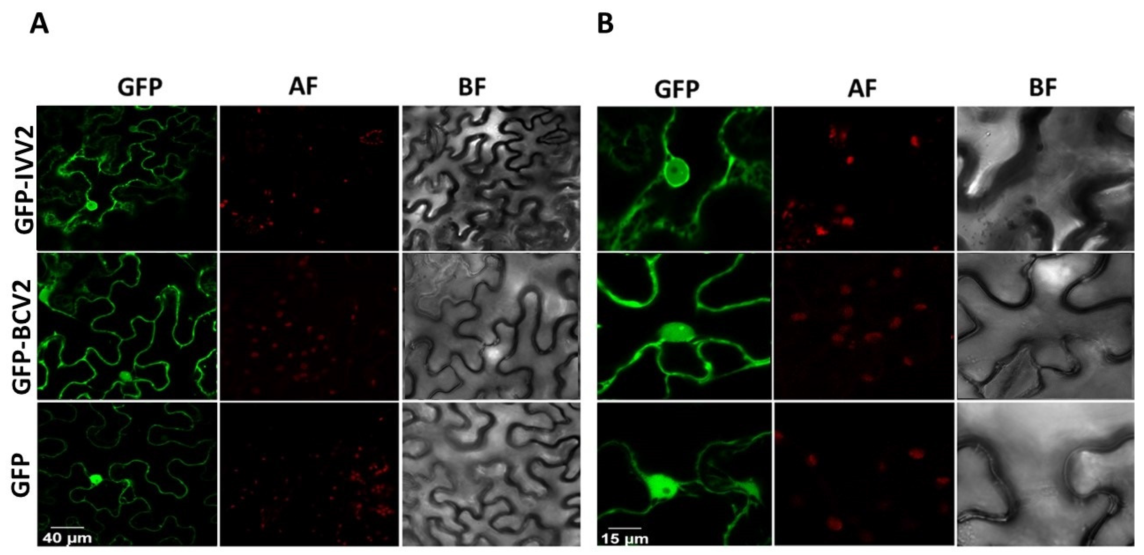 Plants 11 03351 g005 Plants 11 03351 g005