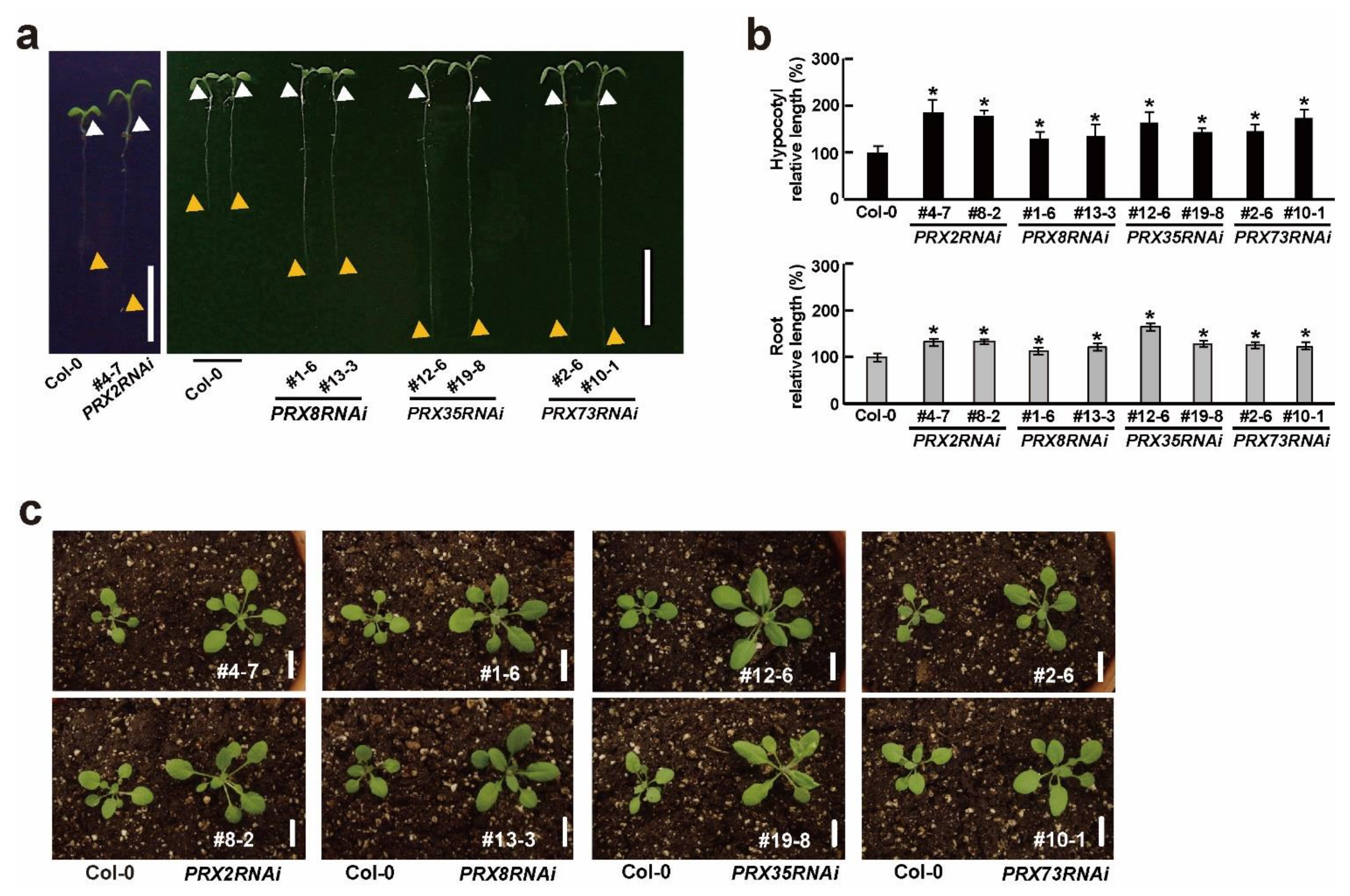Plants 11 03353 g002 Plants 11 03353 g002