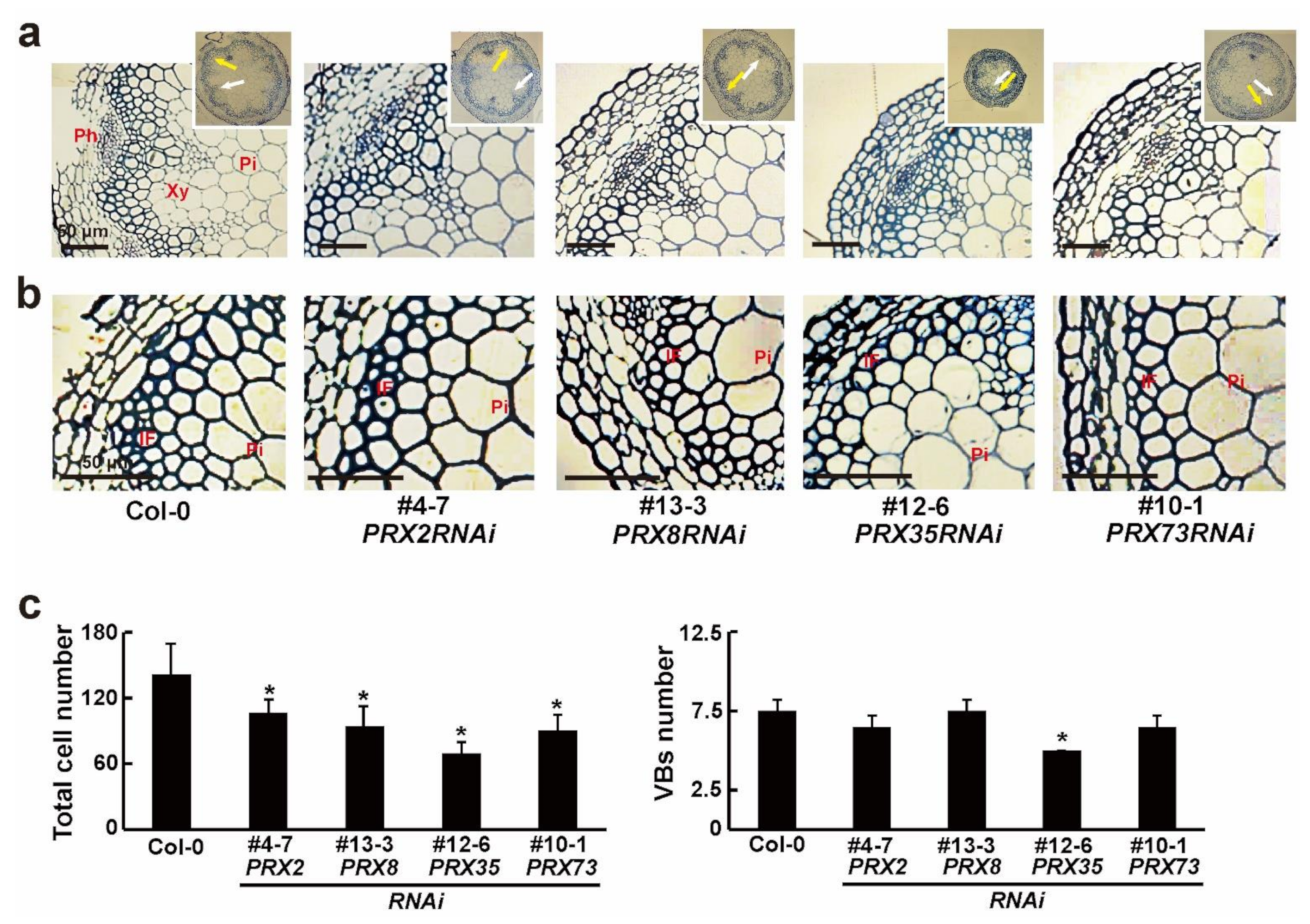 Plants 11 03353 g004 Plants 11 03353 g004
