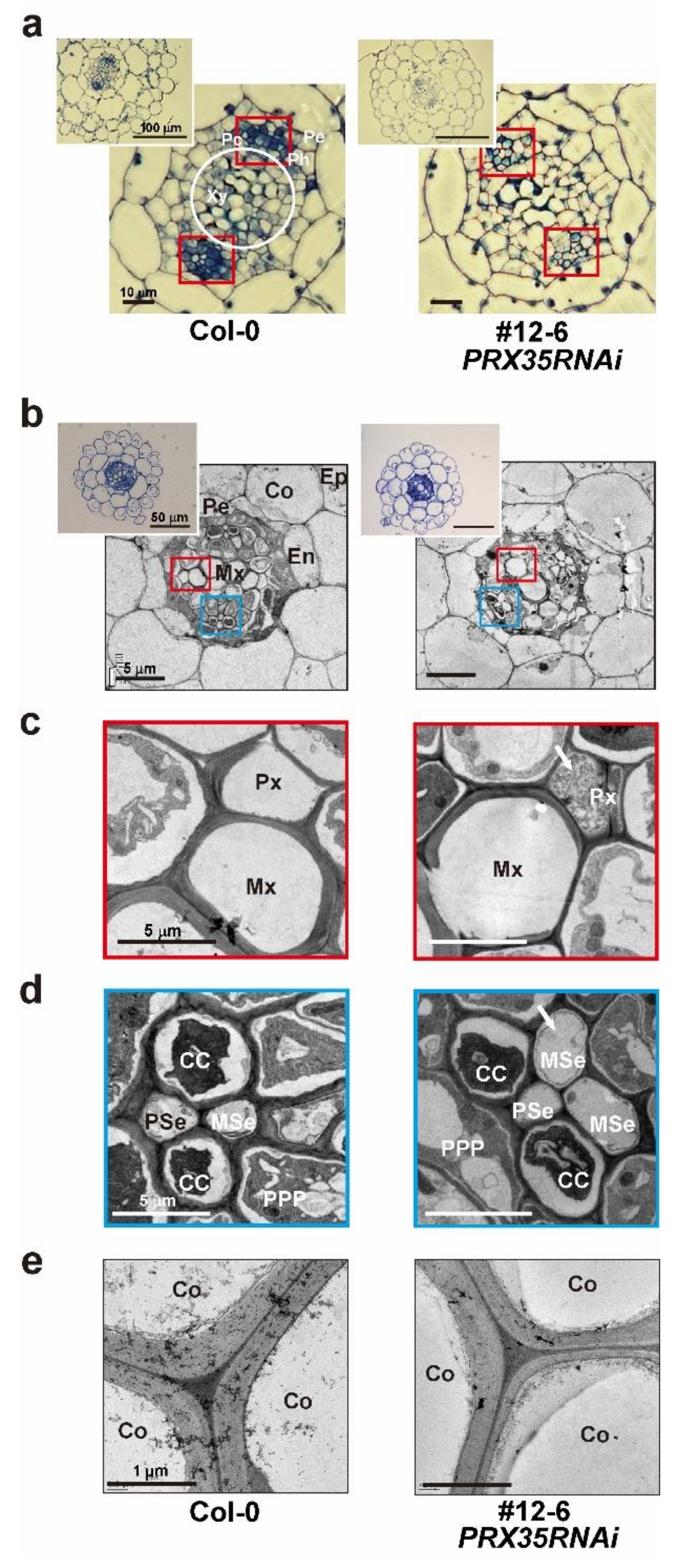 Plants 11 03353 g005 Plants 11 03353 g005