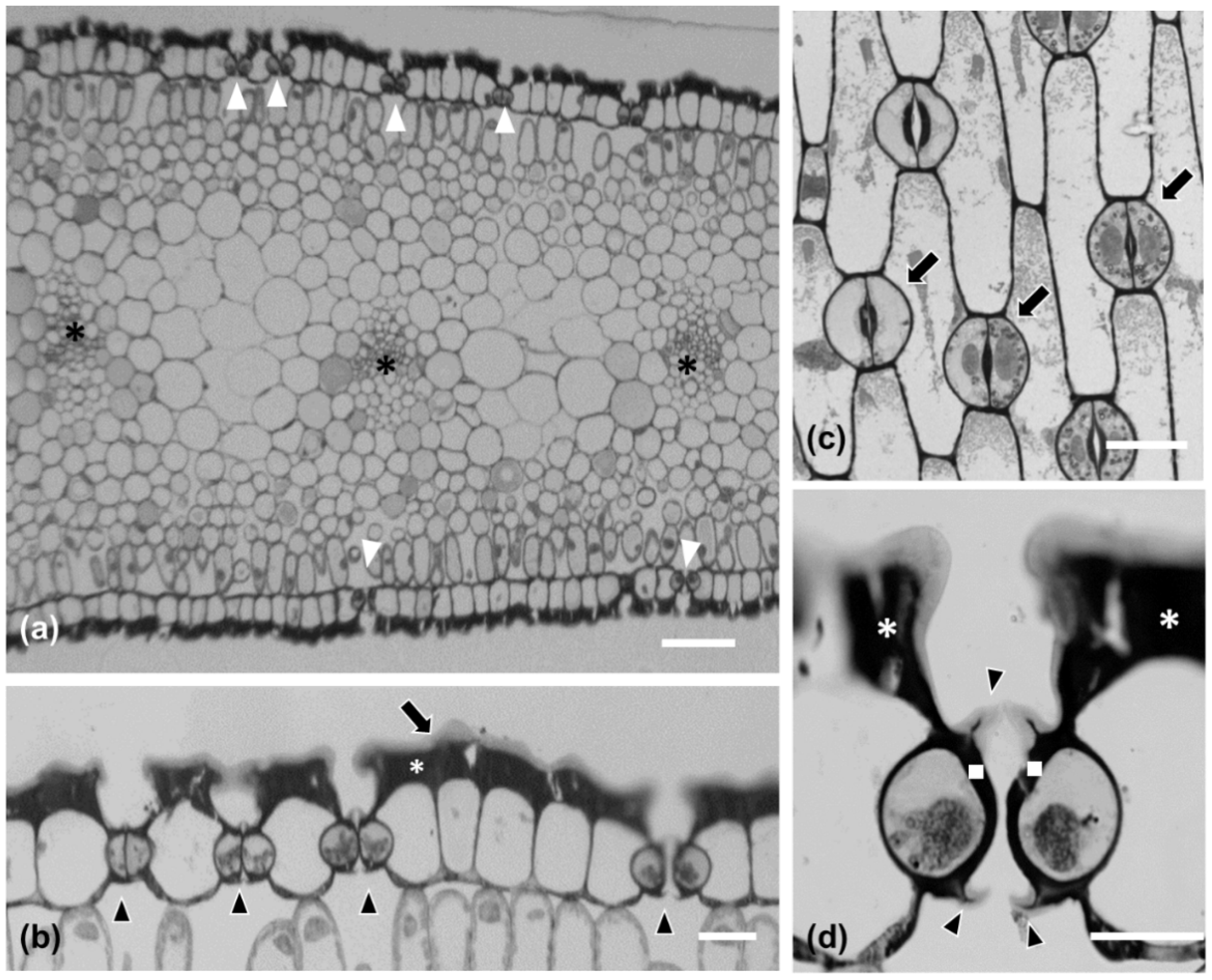 Plants 11 03377 g002 Plants 11 03377 g002