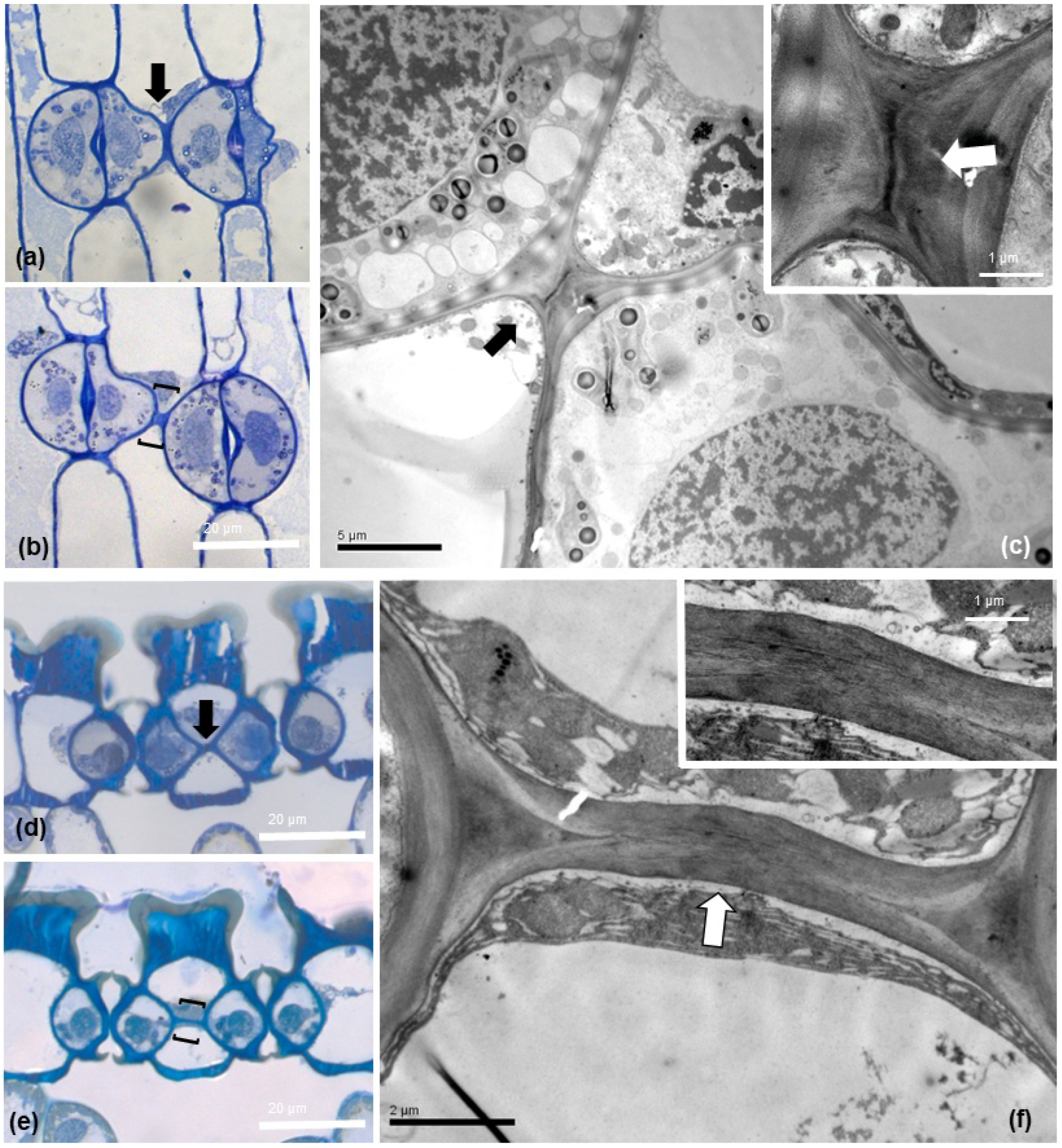 Plants 11 03377 g006 Plants 11 03377 g006