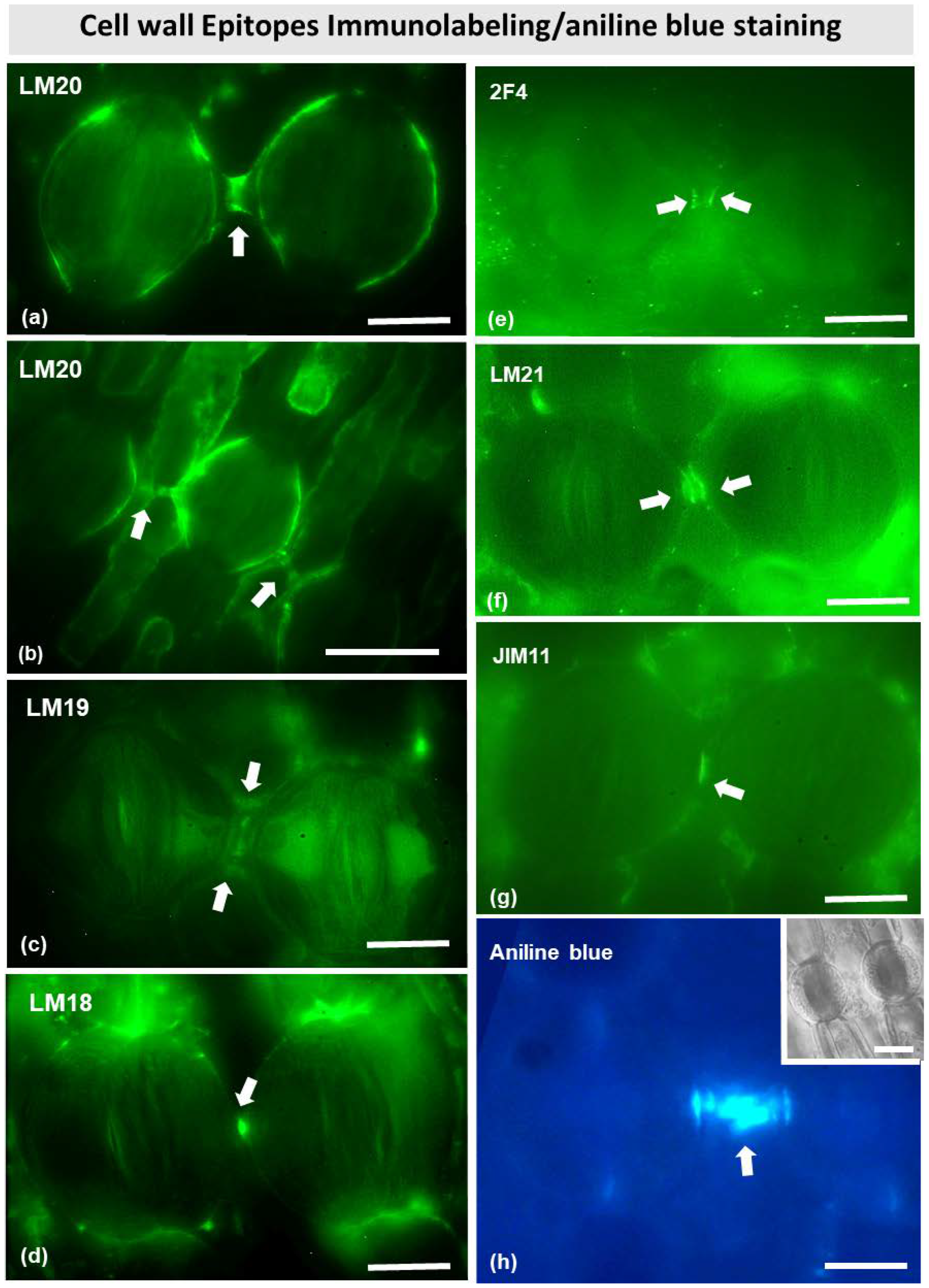 Plants 11 03377 g009 Plants 11 03377 g009