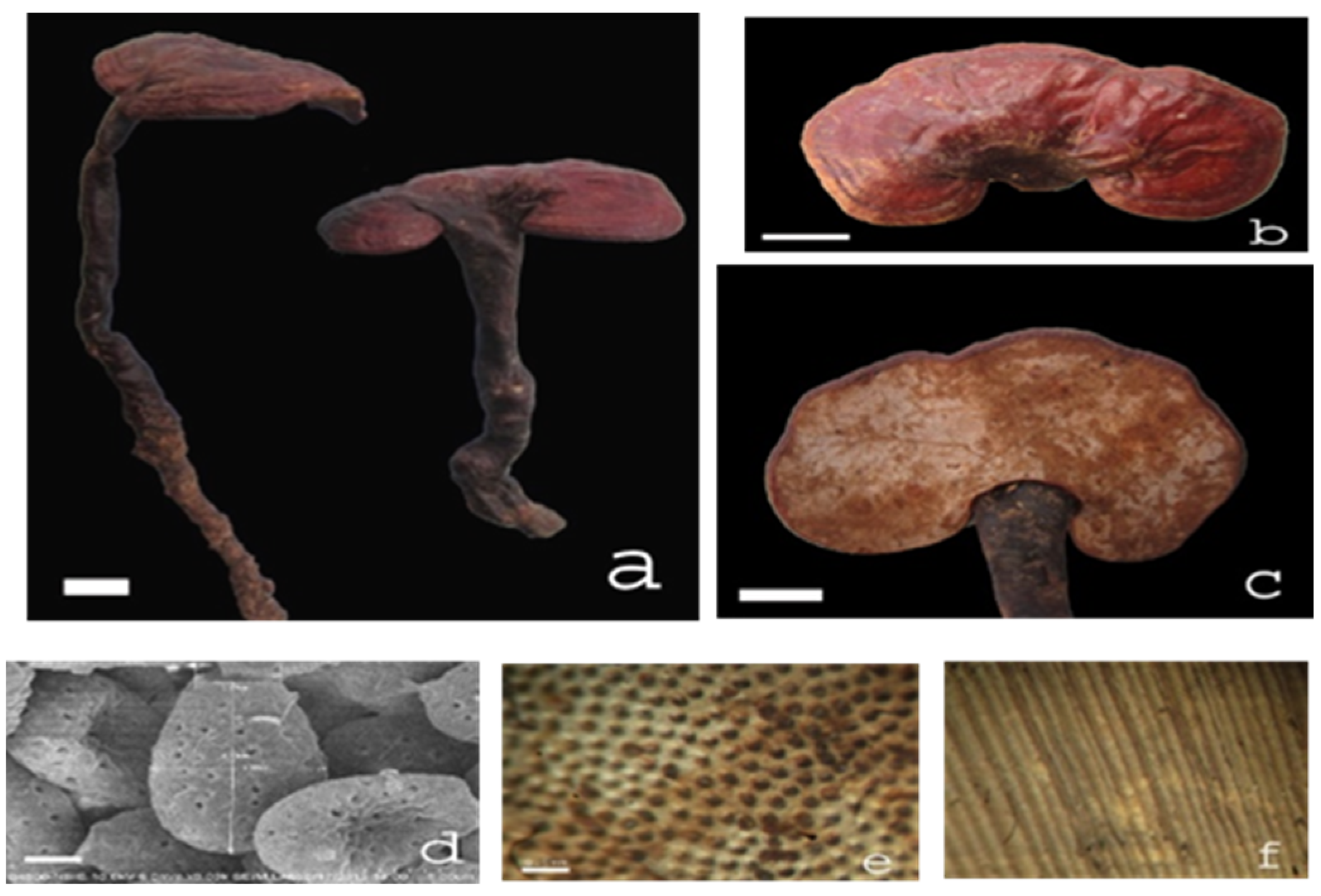 Plants 11 03397 g005 Plants 11 03397 g005