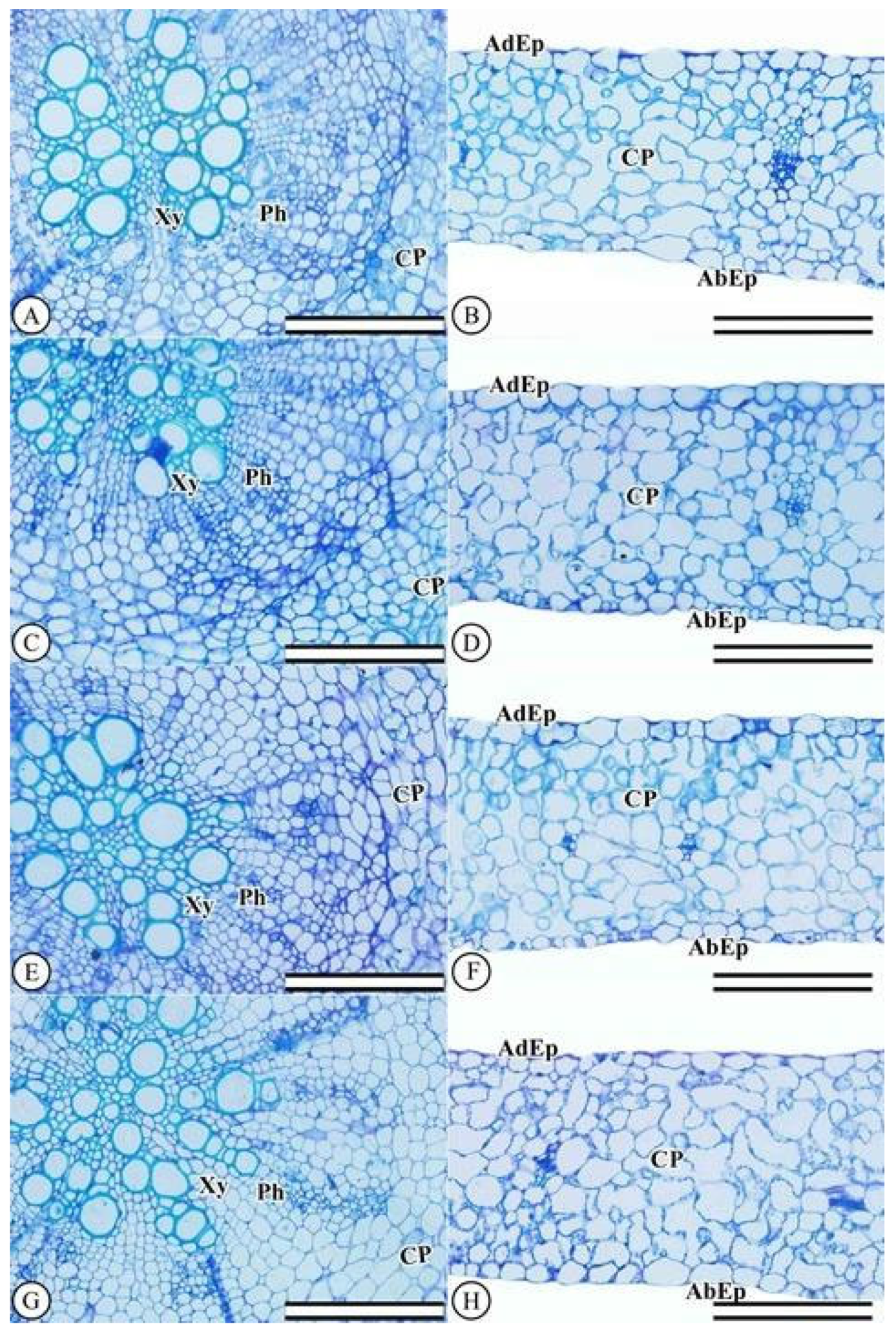 Plants 11 03406 g002